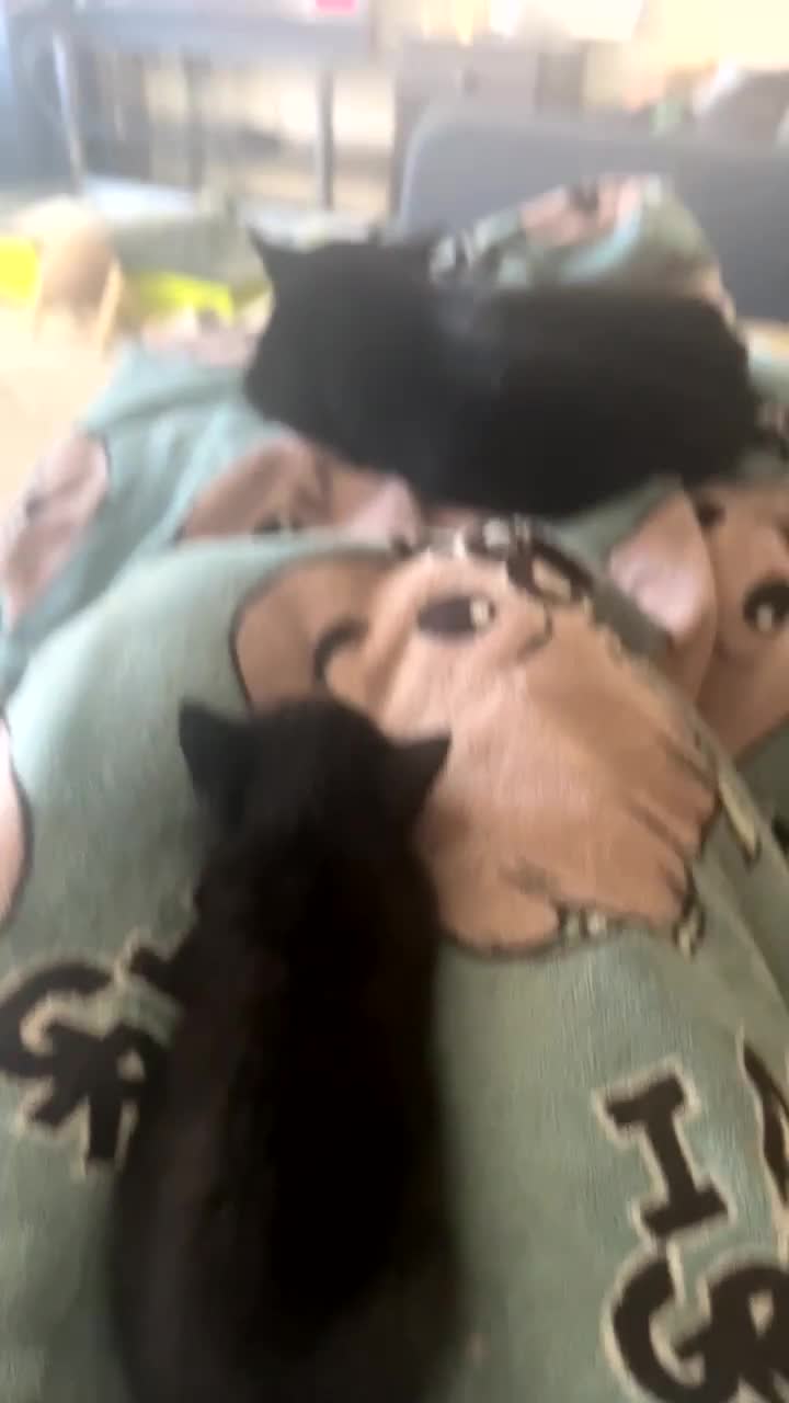 Bombay cats for sale: 2 beautiful Bombay kittens  in Aldershot - Video 1