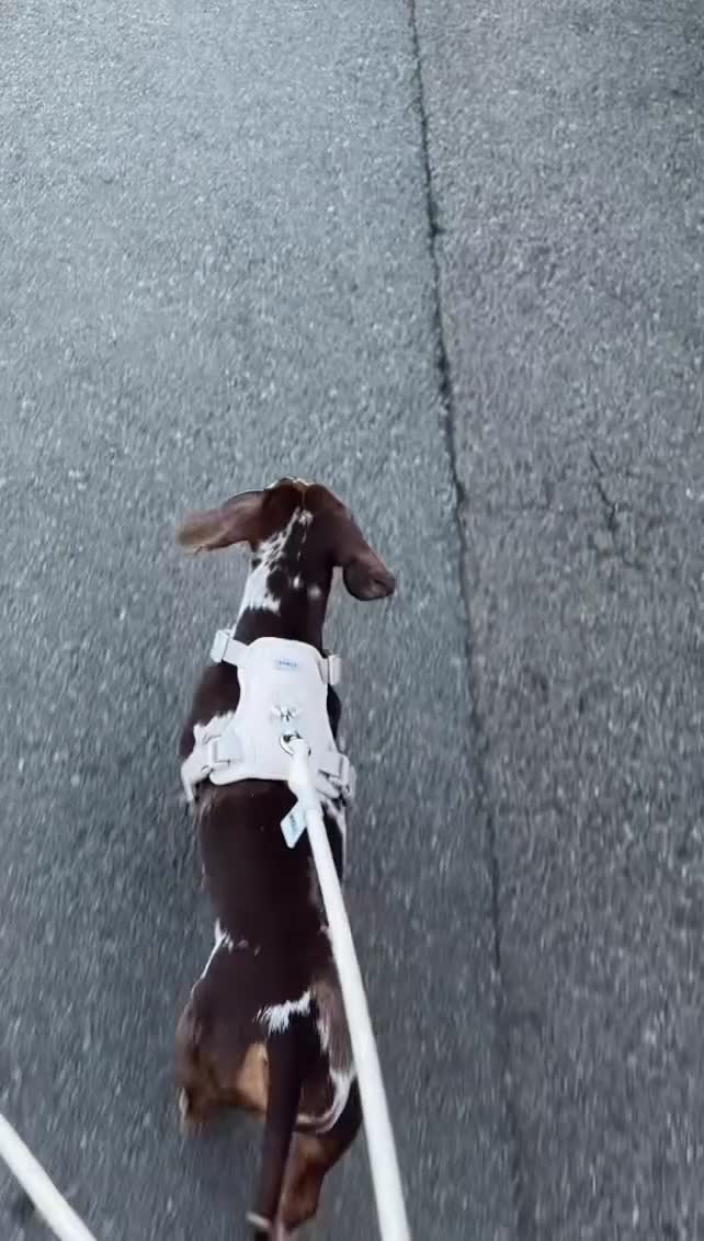 Miniature Dachshund dogs for stud: 🤎🐾 STUNNING MINIATURE CHOCOLATE DAPPLE & TAN - Video 1