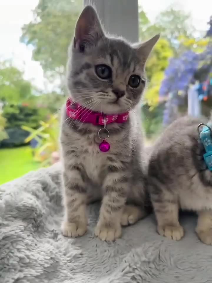 British Shorthair cats for sale: BSH Girl & Boy Beautiful Grey Stripe Kittens - Video 1