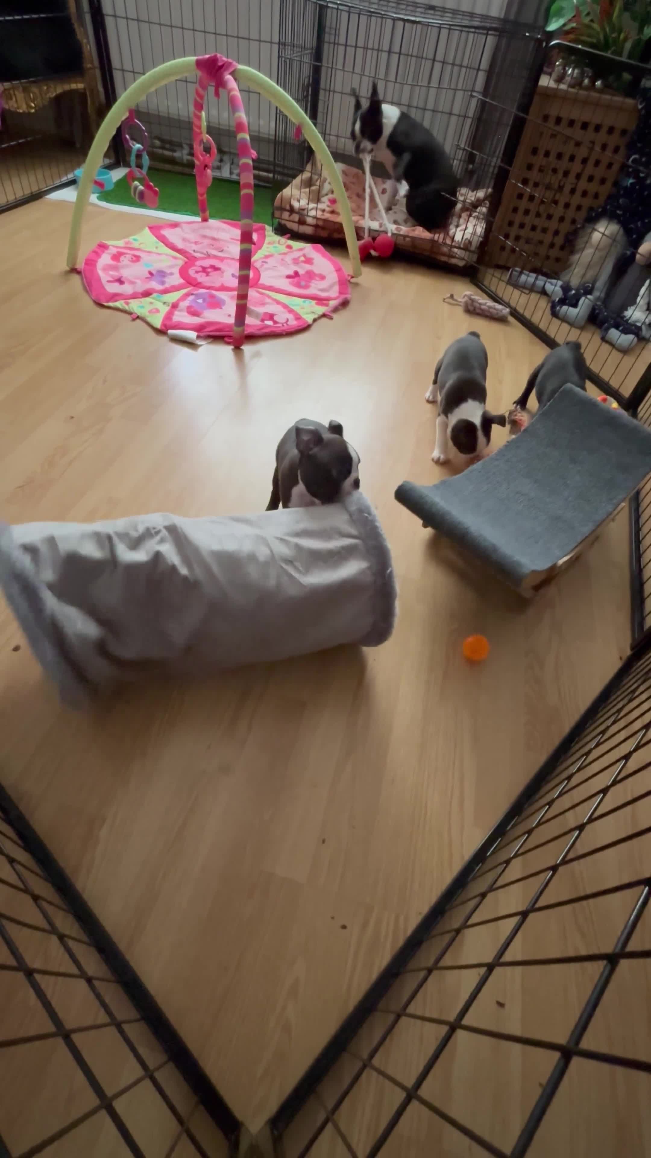 Boston Terrier dogs for sale: KC  Registered 🐕❤️🏠 Puupy 🐕💙🏠Boston Terrier  - Video 3