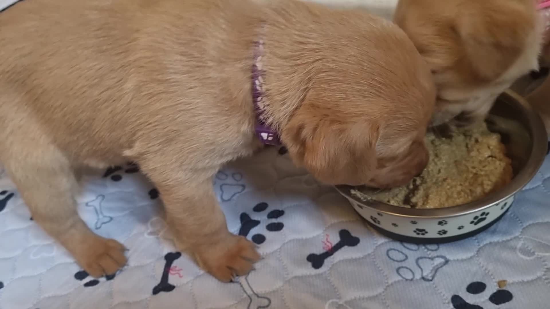 Labrador Retriever dogs for sale: Fox Red Labrador puppies for sale - Video 1