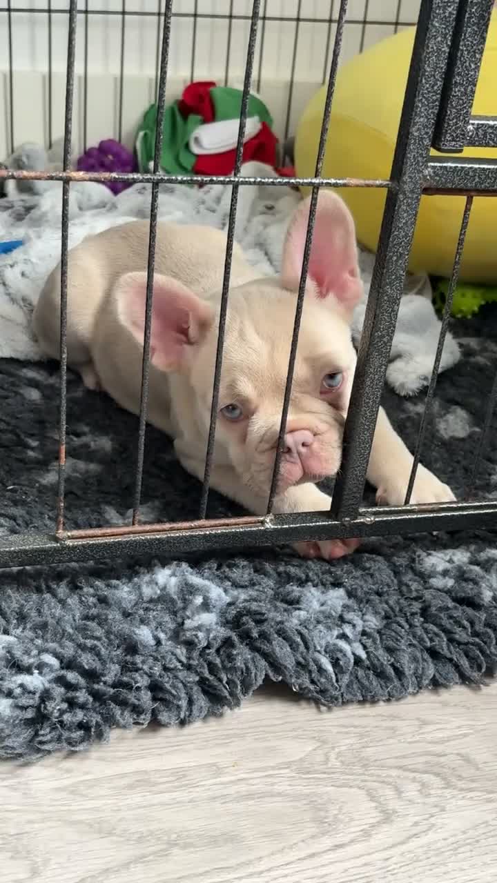 French Bulldog dogs for sale: Meet Bear 🐻 in Saint Helens - Video 1