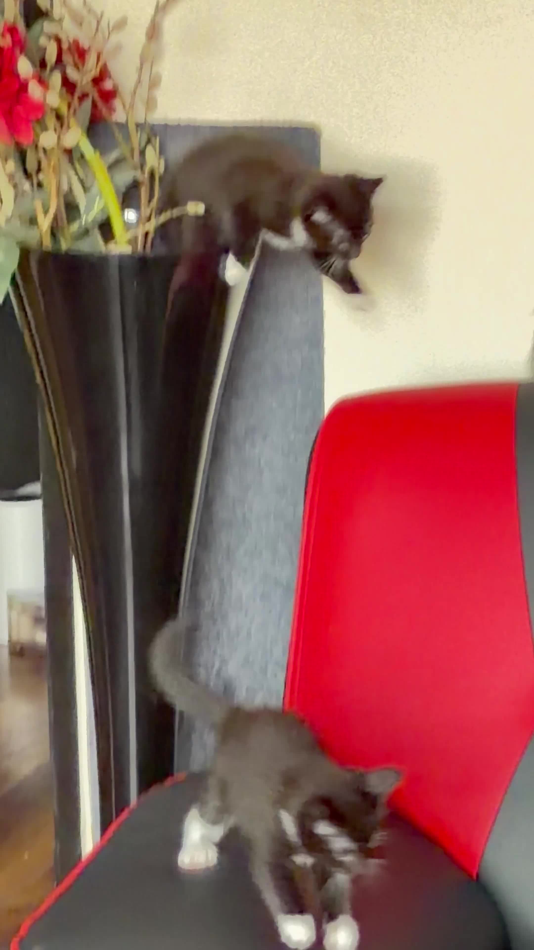 Mixed Breed cats for sale: Kittens  in London - Video 1