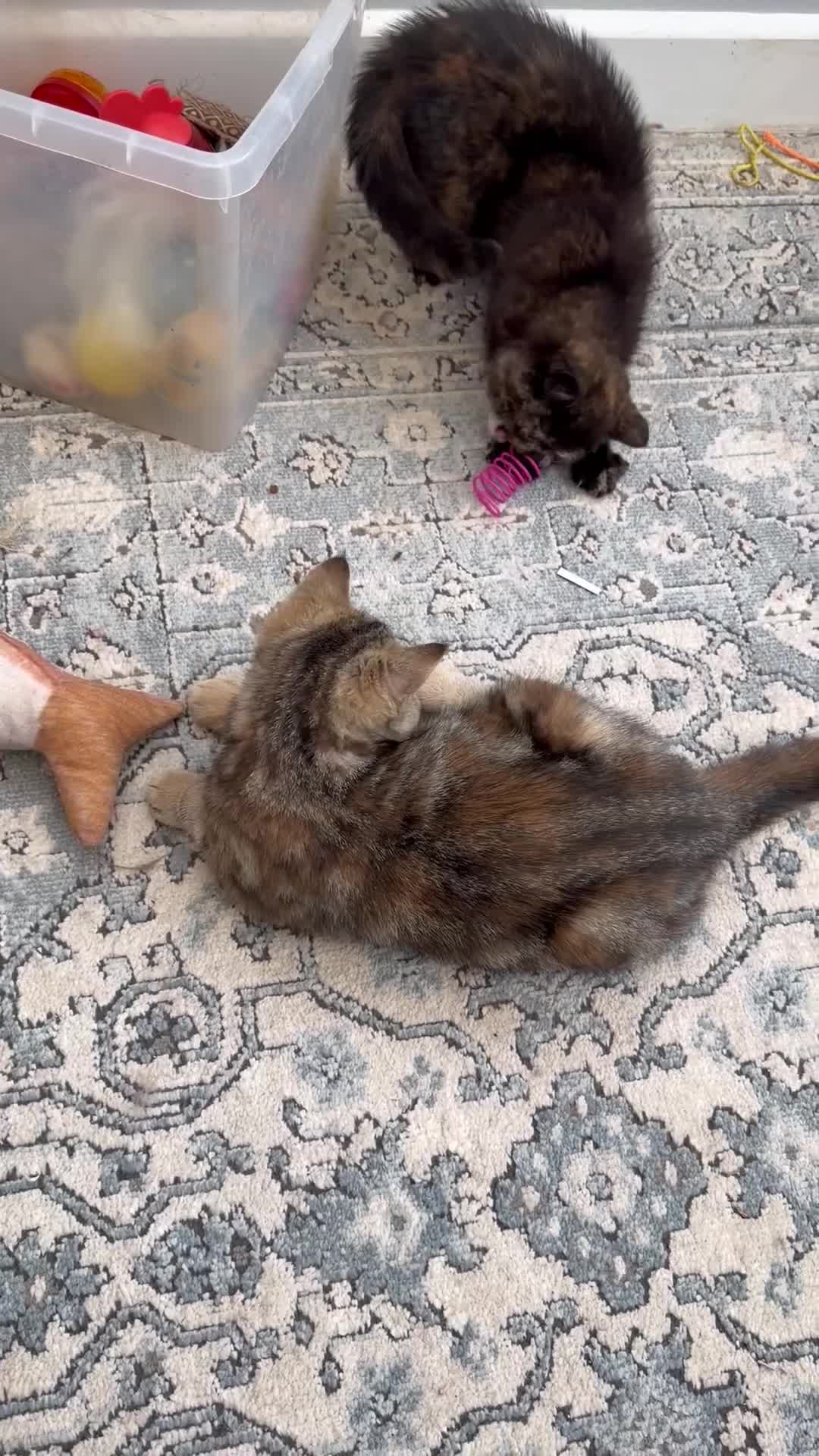 Exotic cats for sale: Cute GCCF registered tortie girl - Video 2