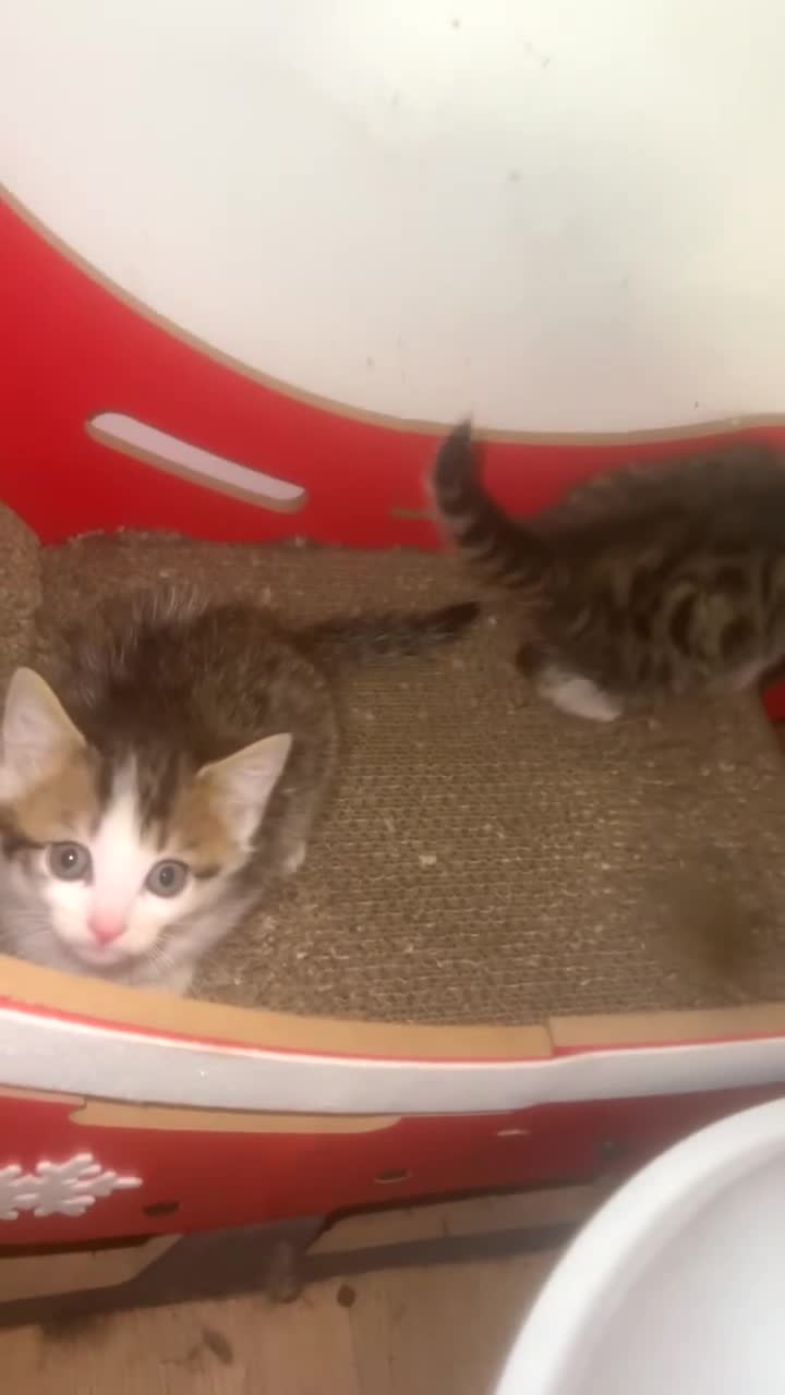 Mixed Breed cats for sale: 2 boys available  - Video 2