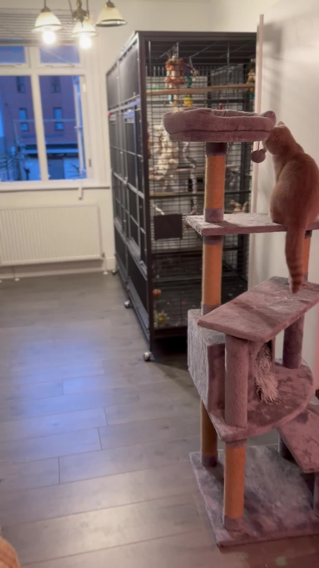 Parrots birds for sale: Friendly tame recall trained African grey  - Video 2