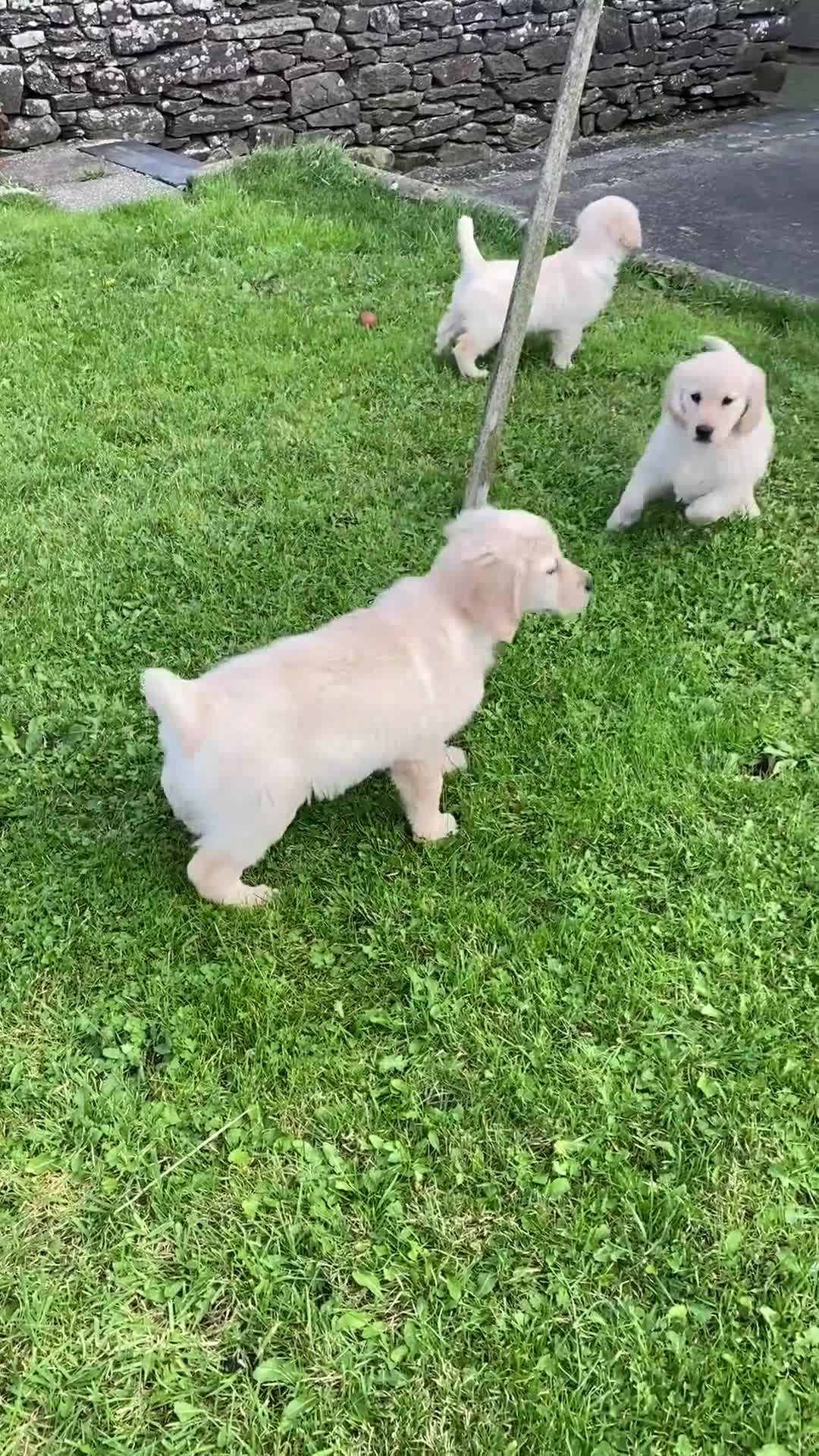 Golden Retriever dogs for sale: KC Registered Golden Retriver Puppies - Video 1