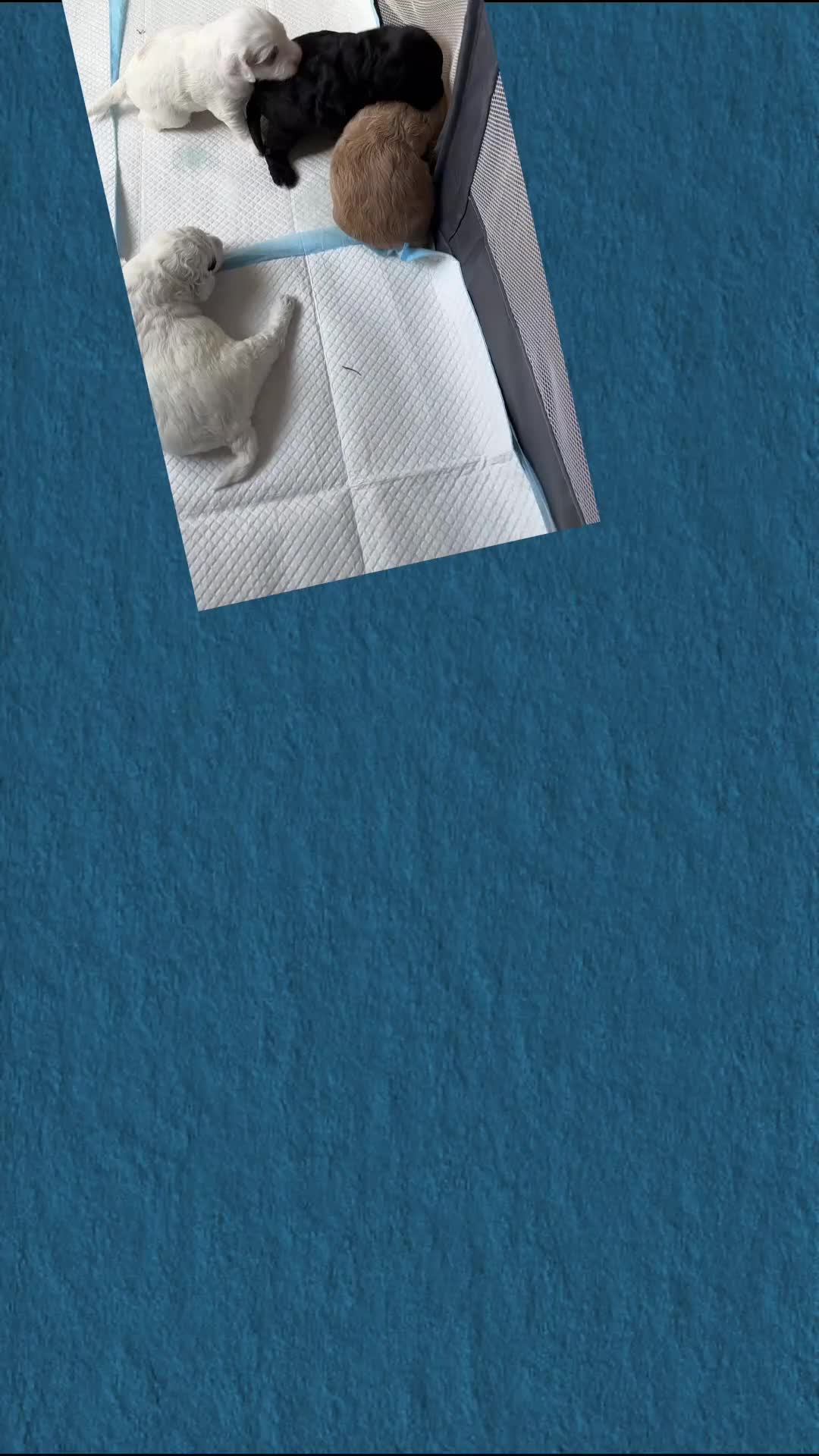 Cockapoo dogs for sale: Adorable F2 Cockapoo Puppies - First Litter  - Video 1