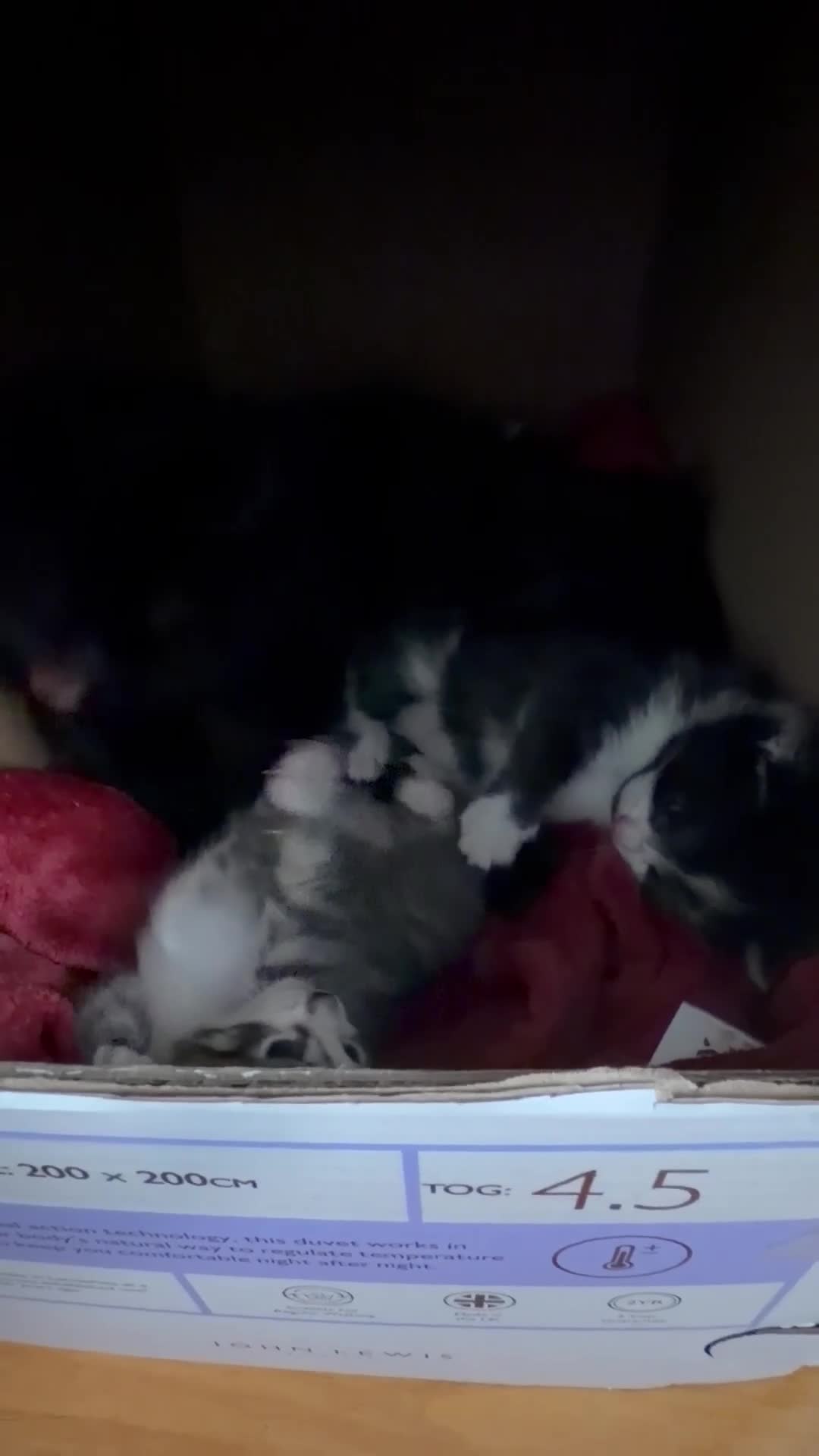 Snowshoe cats for sale: Two snowshoe x domestic kittens  - Video 1