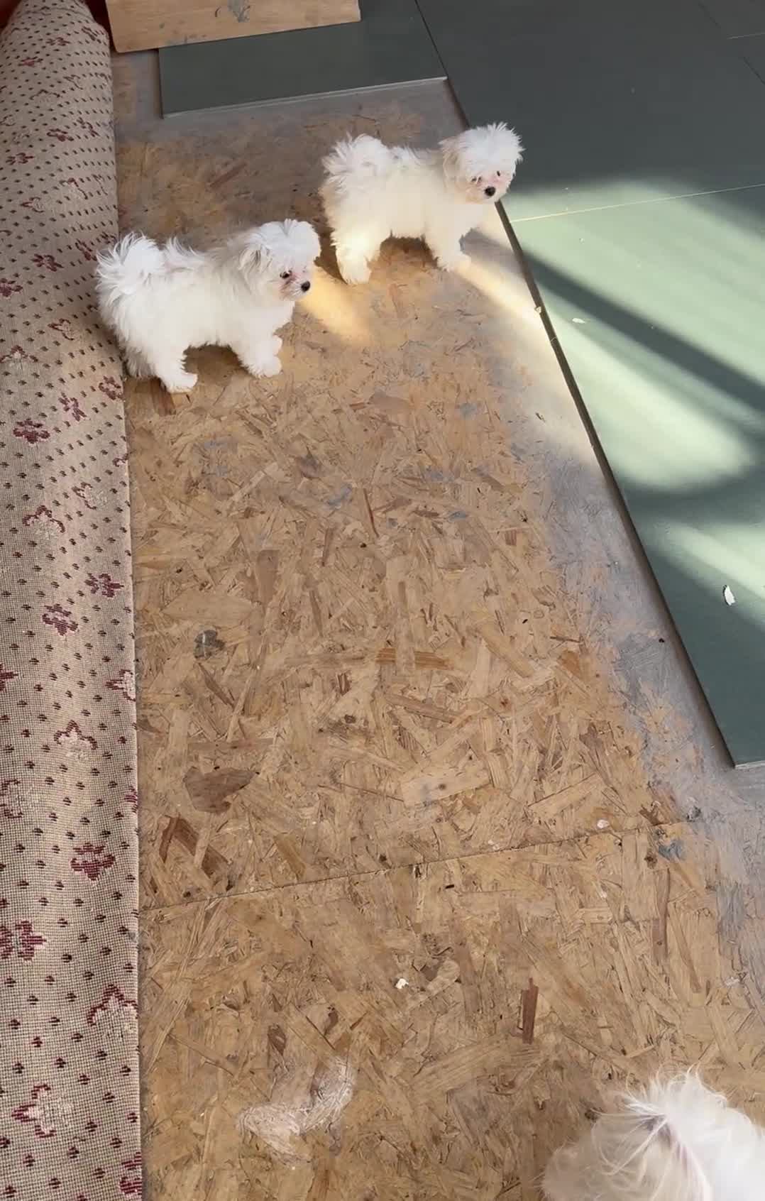 Maltese dogs for sale: Smallest Korean Maltese puppy’s available  - Video 1