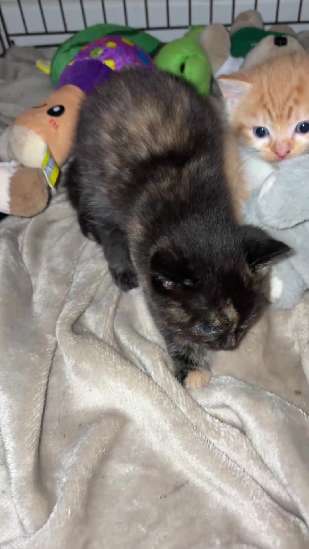 British Longhair cats for sale: Beautiful ginger and tortoiseshell kittens - Video 1