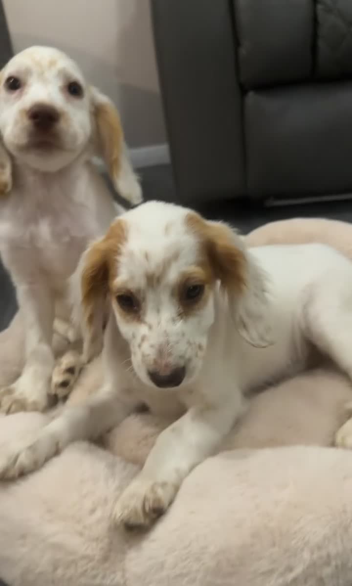 Cocker Spaniel dogs for sale: 1 girl🩷 1 boy💙puppy for sale  - Video 1