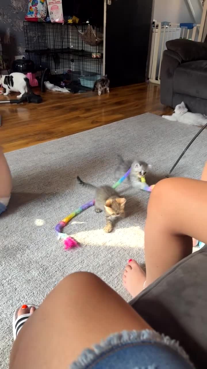 Persian cats for sale: Persian kitten  - Video 1