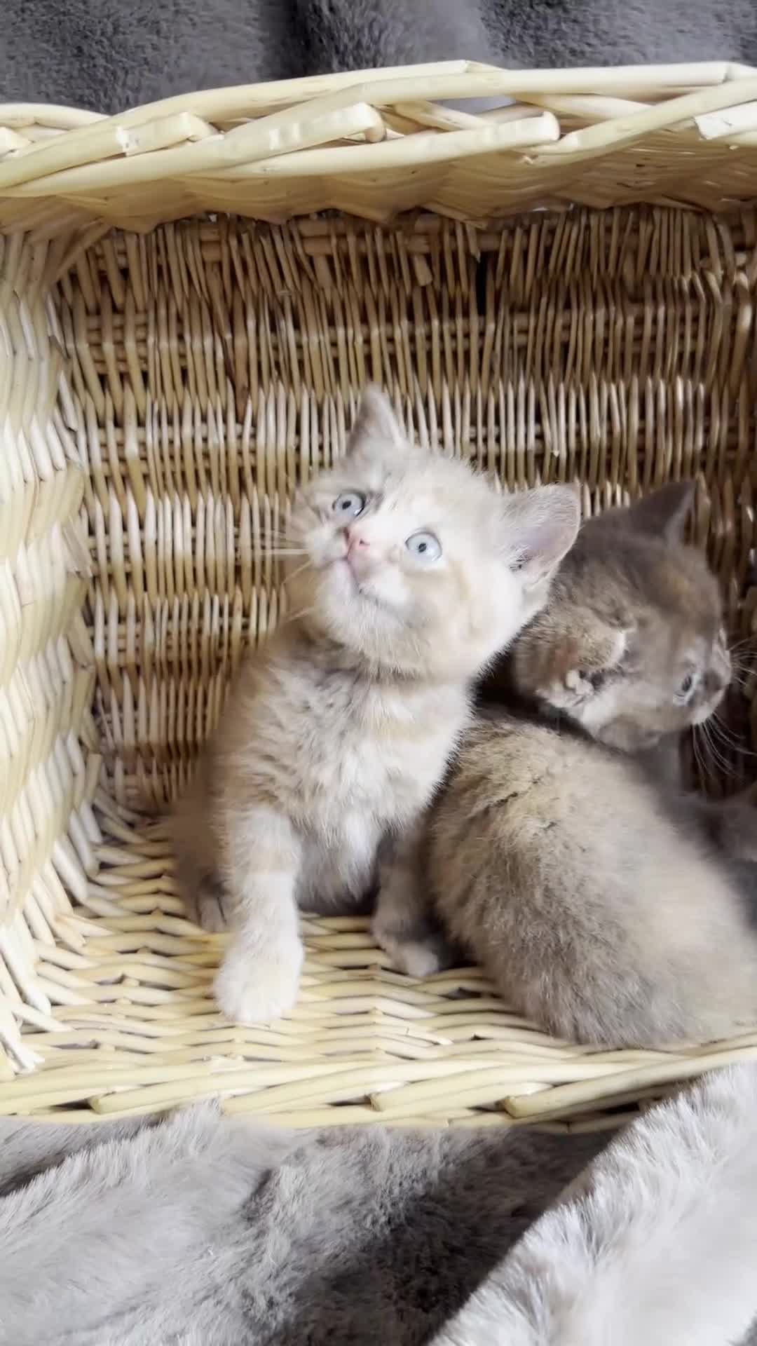 British Shorthair cats for sale: 🌈Beautiful Full Pedigree British Shorthairs 🌈🐱 - Video 2