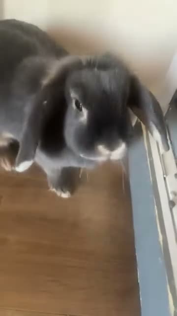 Dwarf Lop rabbits for sale: Gorgeous Dwarf Lop Bunny  in Wellingborough - Video 2