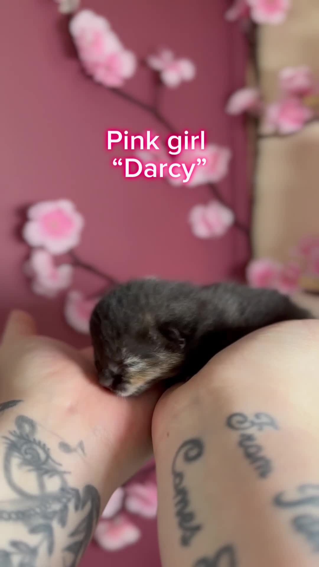 Domestic Shorthair cats for sale: 4 Stunning Baby Kittens – Ready to reserve  - Video 5