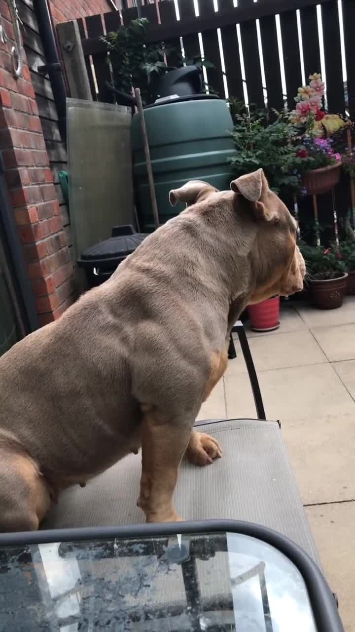 American Bully dogs for sale: Female Pocket Bully  - Video 3