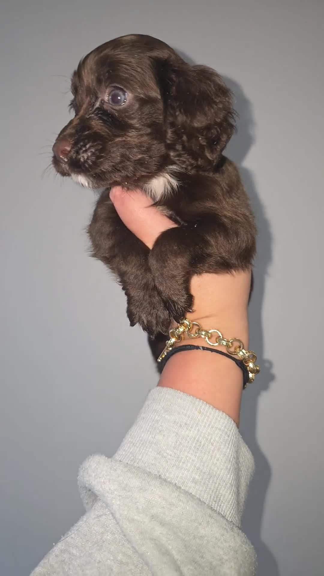 Cocker Spaniel dogs for sale: 🐾 Stunning merle Cocker Spaniels - 3 available🐾  - Video 1