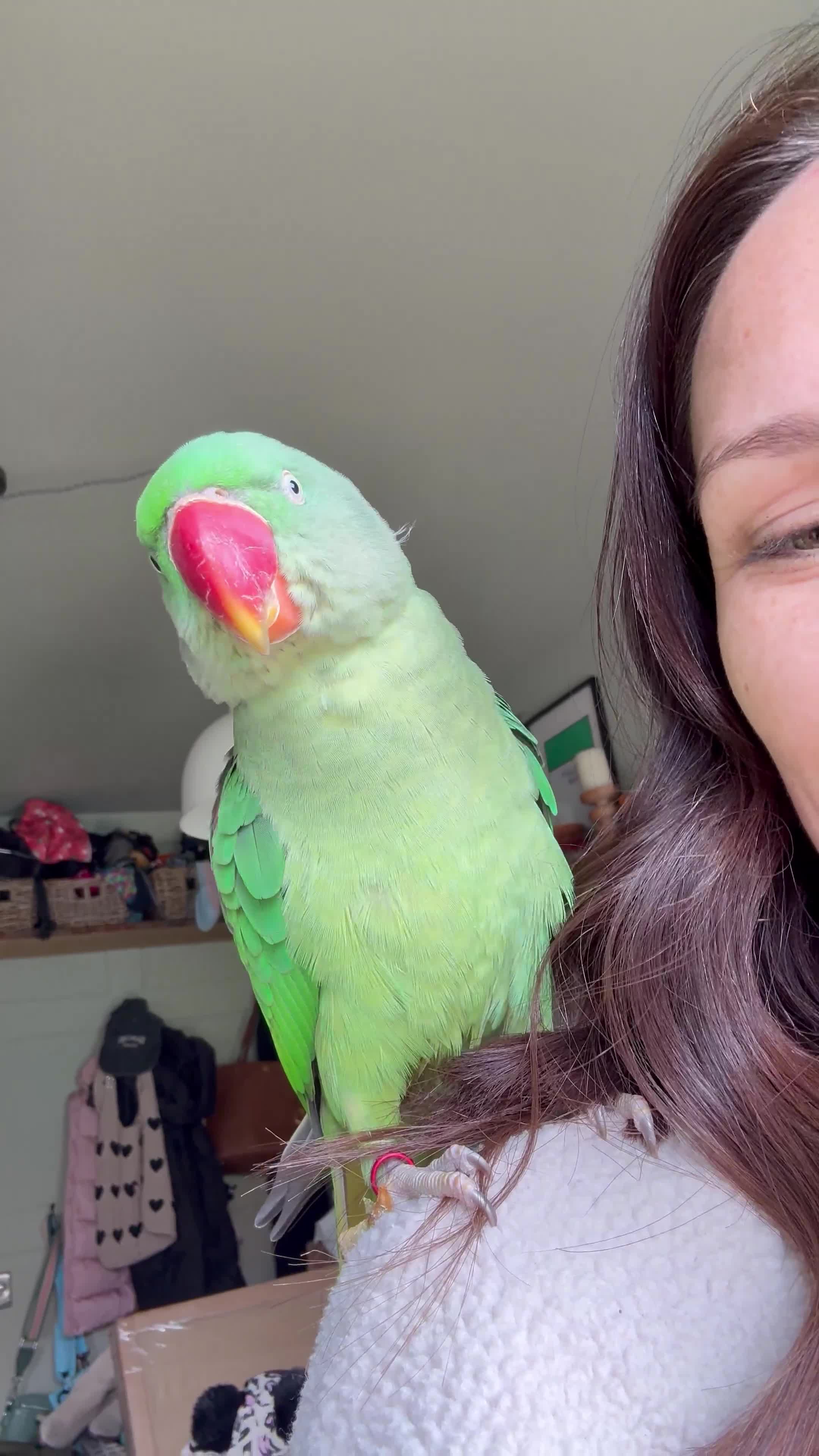 Parakeets birds for sale: Unsexed Alexndrine Parakeet  in Ashford - Video 2