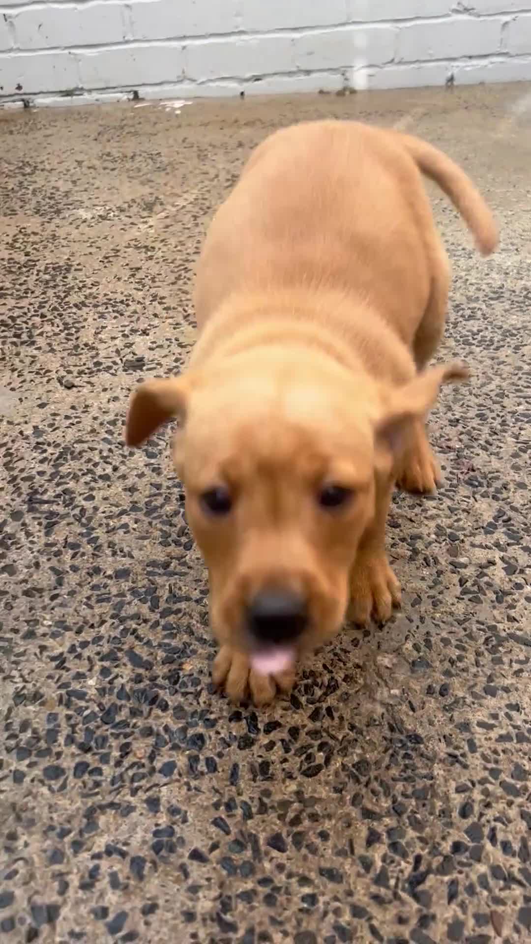 Labrador Retriever dogs for sale: fox red Labrador - Video 2