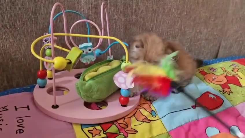 British Longhair cats for sale: 💖 Golden British Medium/Longhair Girl 💖 - Video 1