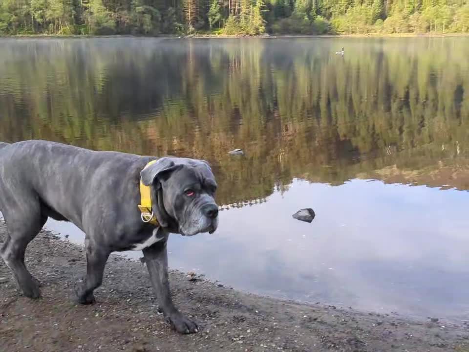 Cane Corso dogs for stud: Proven Cane Corso Stud from Champion Lines in Glasgow - Video 2