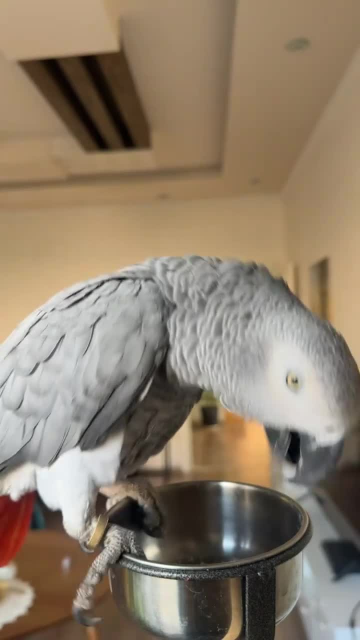 Parrots birds for sale: Tame African grey parrots in Cleckheaton - Video 1
