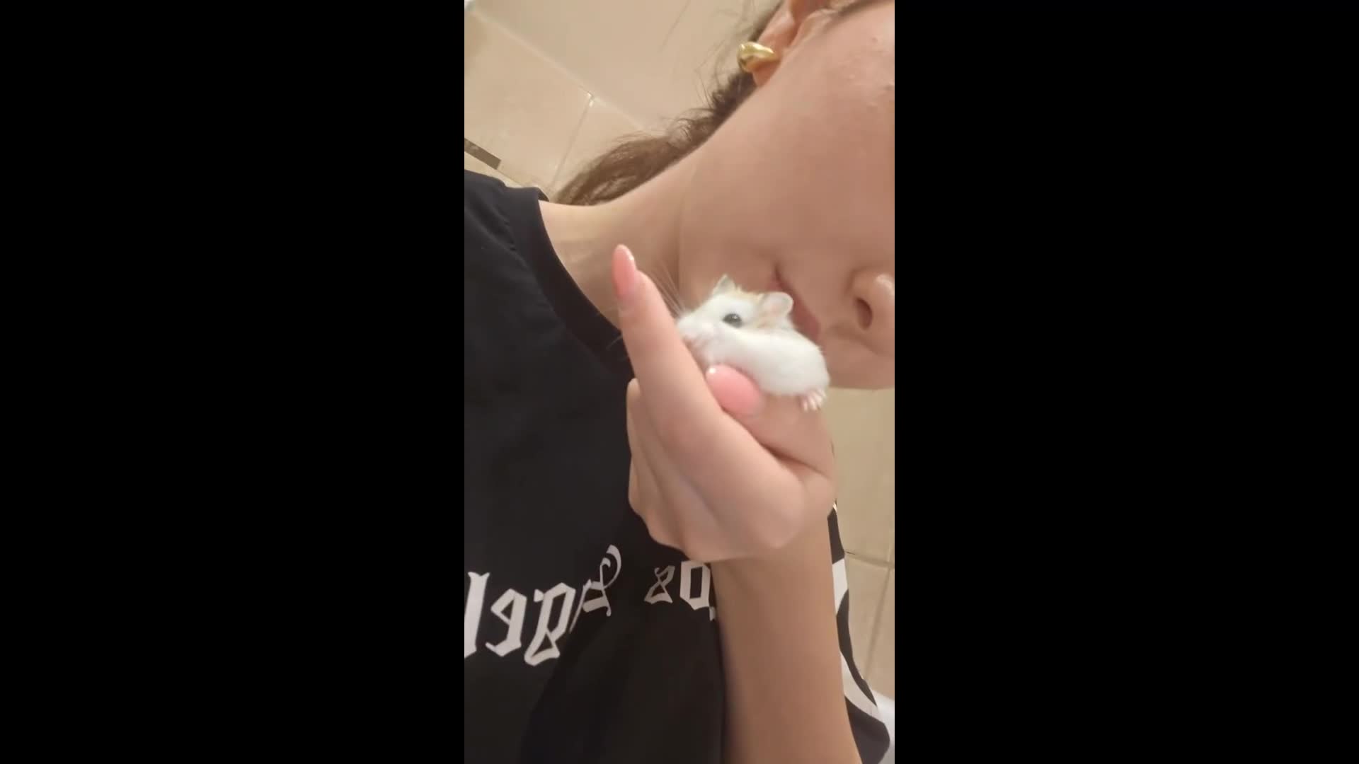 Hamster rodents for sale: Roborovski hamster  - Video 1