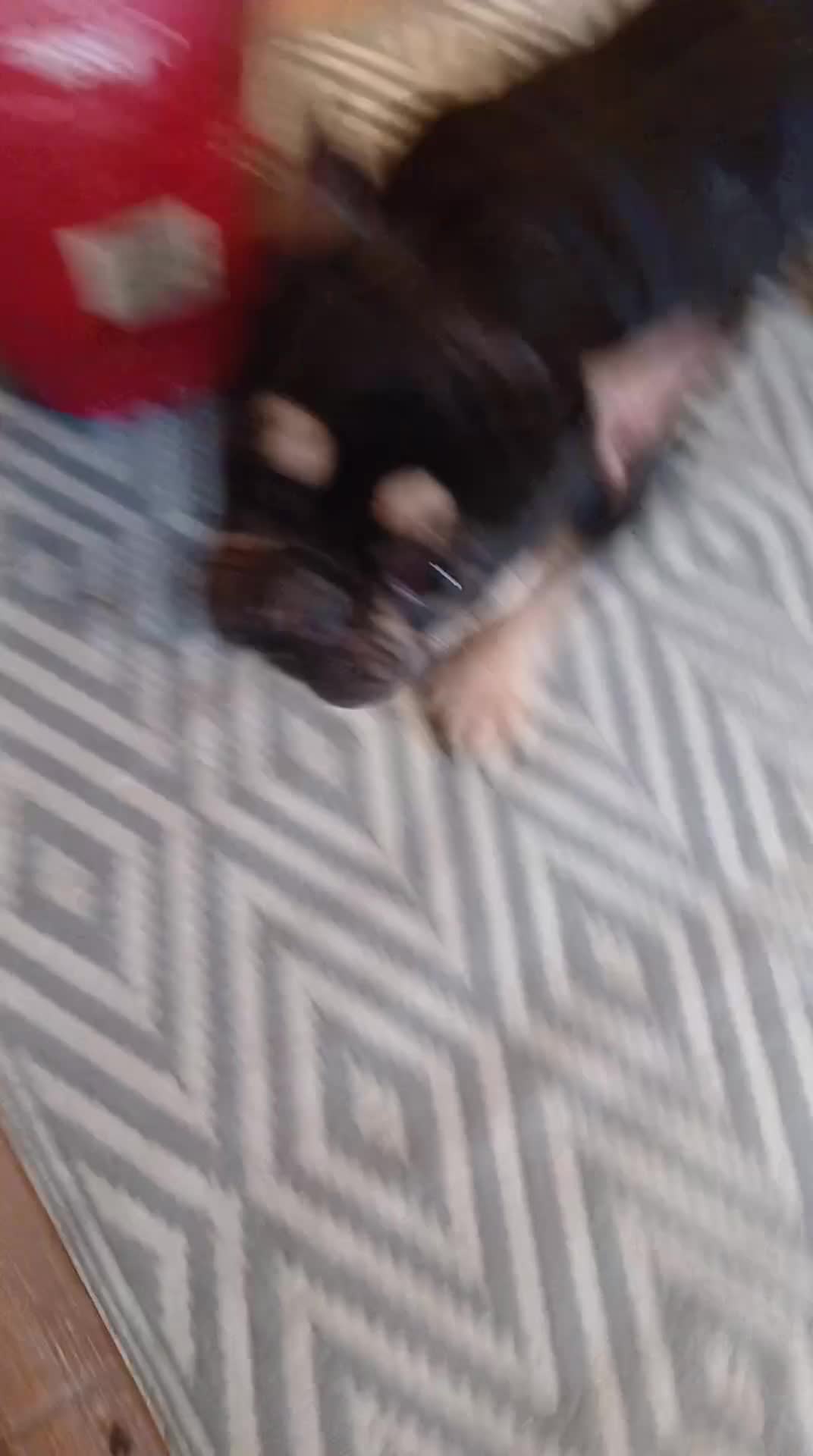 French Bulldog dogs for sale: Male frenchie in Halifax - Video 1