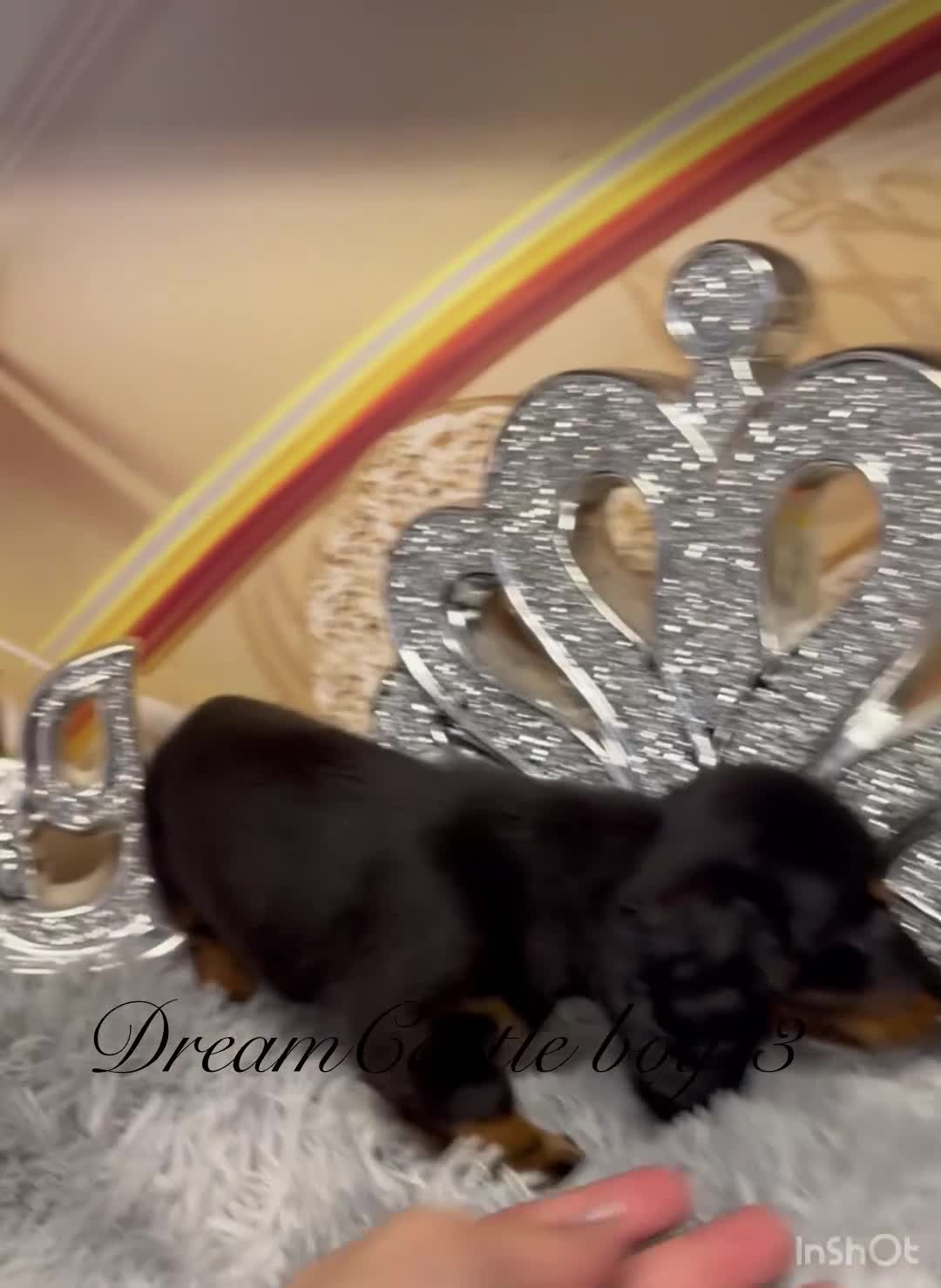 Miniature Dachshund dogs for sale: KC reg ready now long coat puppies  - Video 3