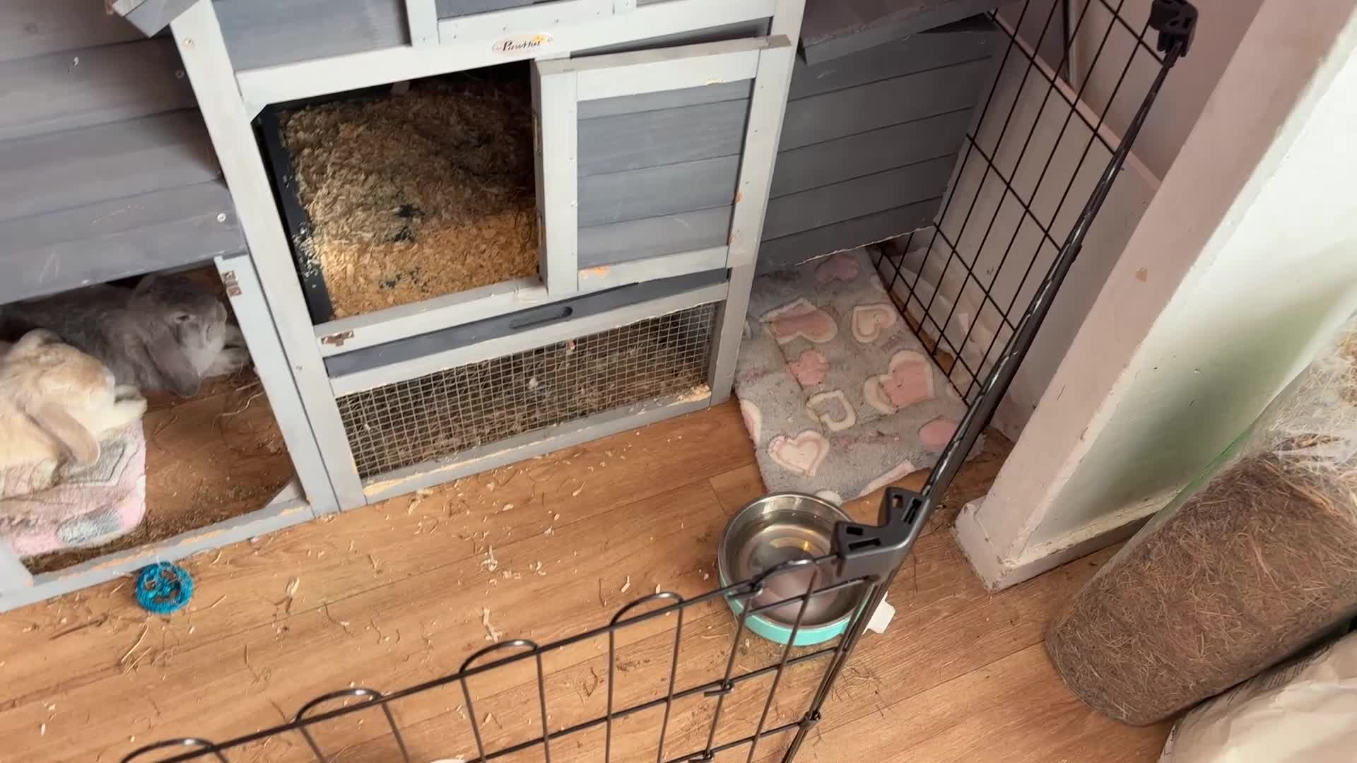 Mini Lop rabbits for sale: 2x mini lops with hutches, food & acc - Video 1