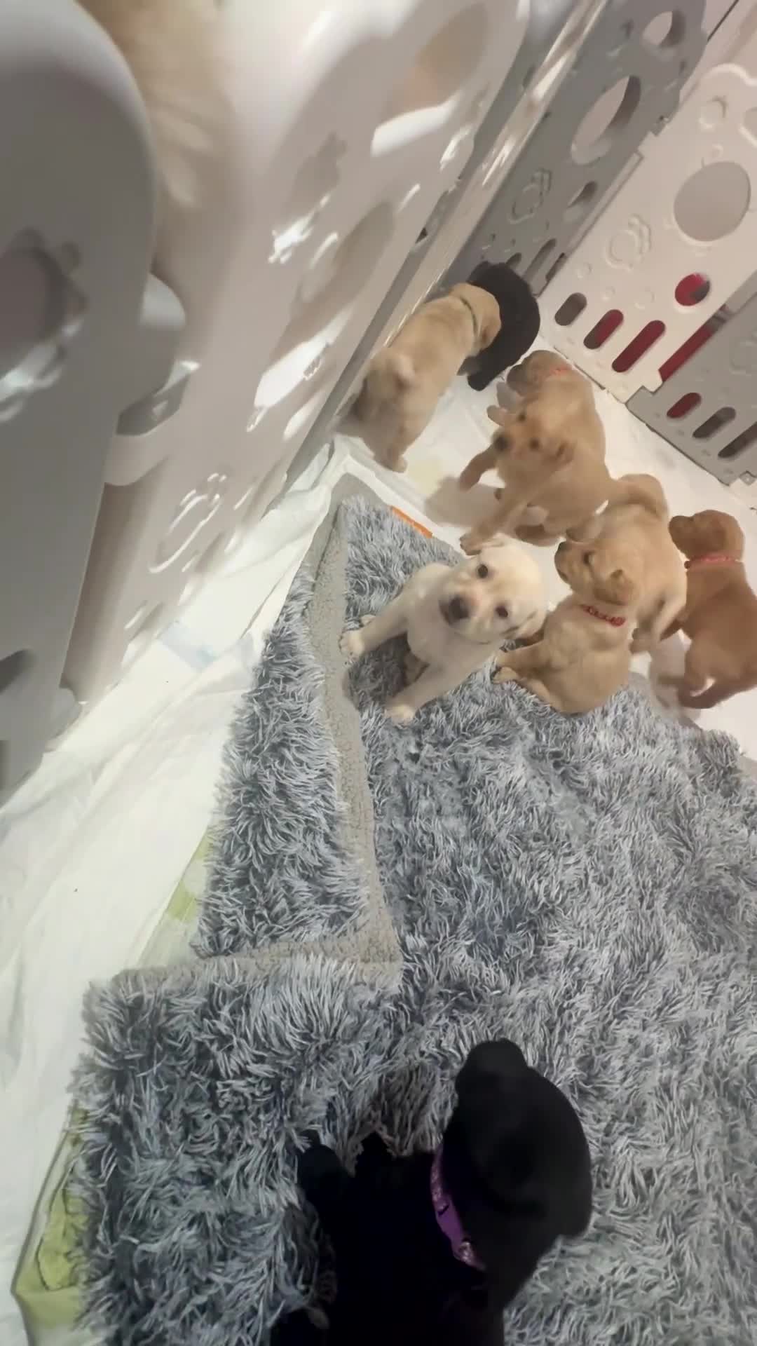 Labrador Retriever dogs for sale: Now have 5 Labrador Retriever Puppies for Sale 🐾 - Video 3