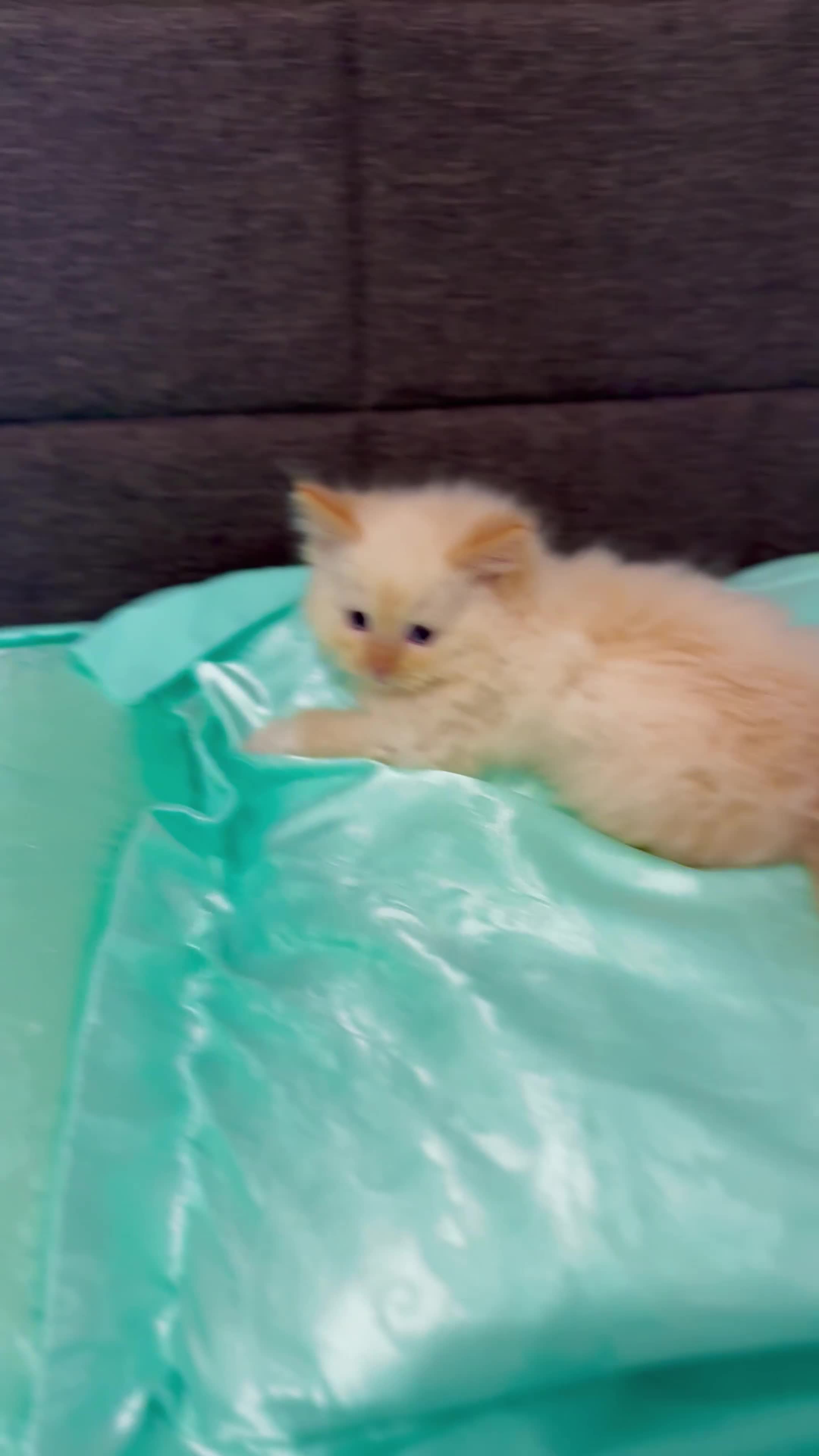 Ragdoll cats for sale: Purebred Ragdoll Kitten Flame Point 🥰Boy  - Video 1
