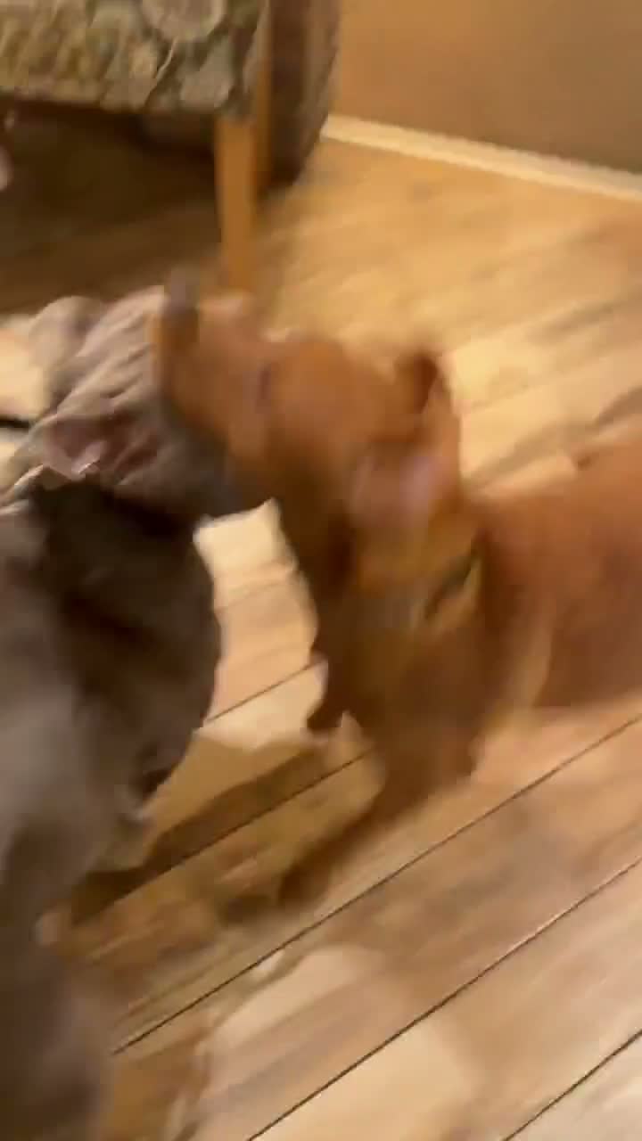 Olde English Bulldogge dogs for stud: 14 month old handsome boy in Wokingham - Video 1