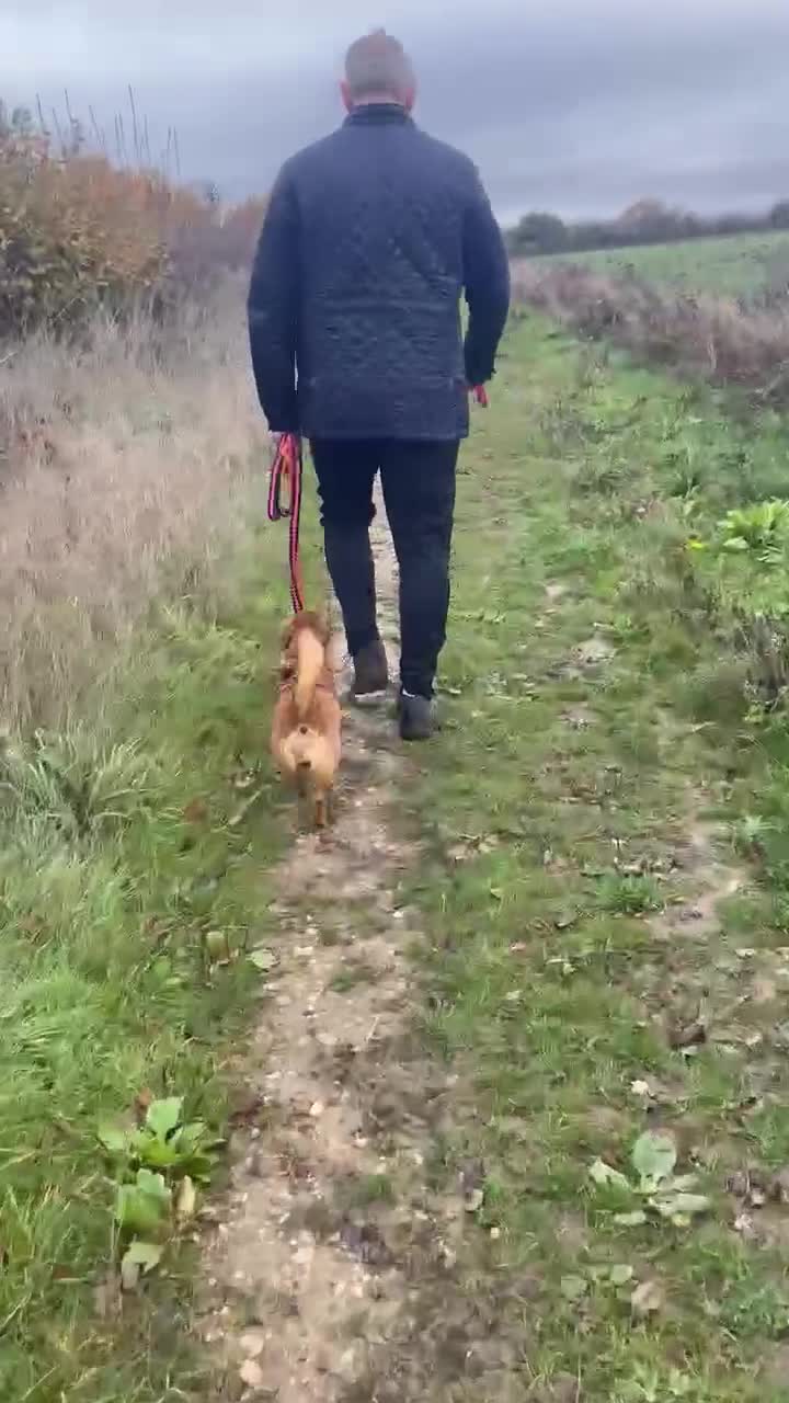 Dachshund dogs for adoption: Sweet Jessica Looking for a family  - Video 3