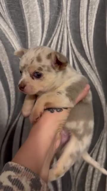 Chihuahua dogs for sale: Lilac Merle Chihuahua Puppy (Boy) - Video 1