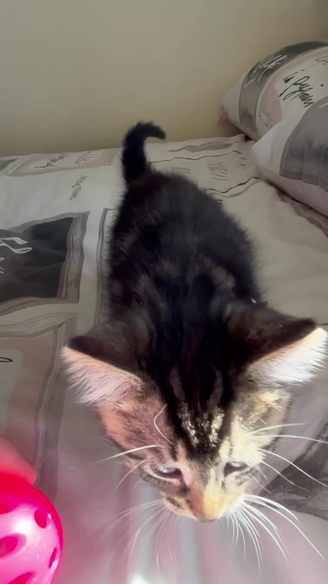 Ragdoll cats for sale: Ragdoll Cross Maine Coon Kitten - Video 1