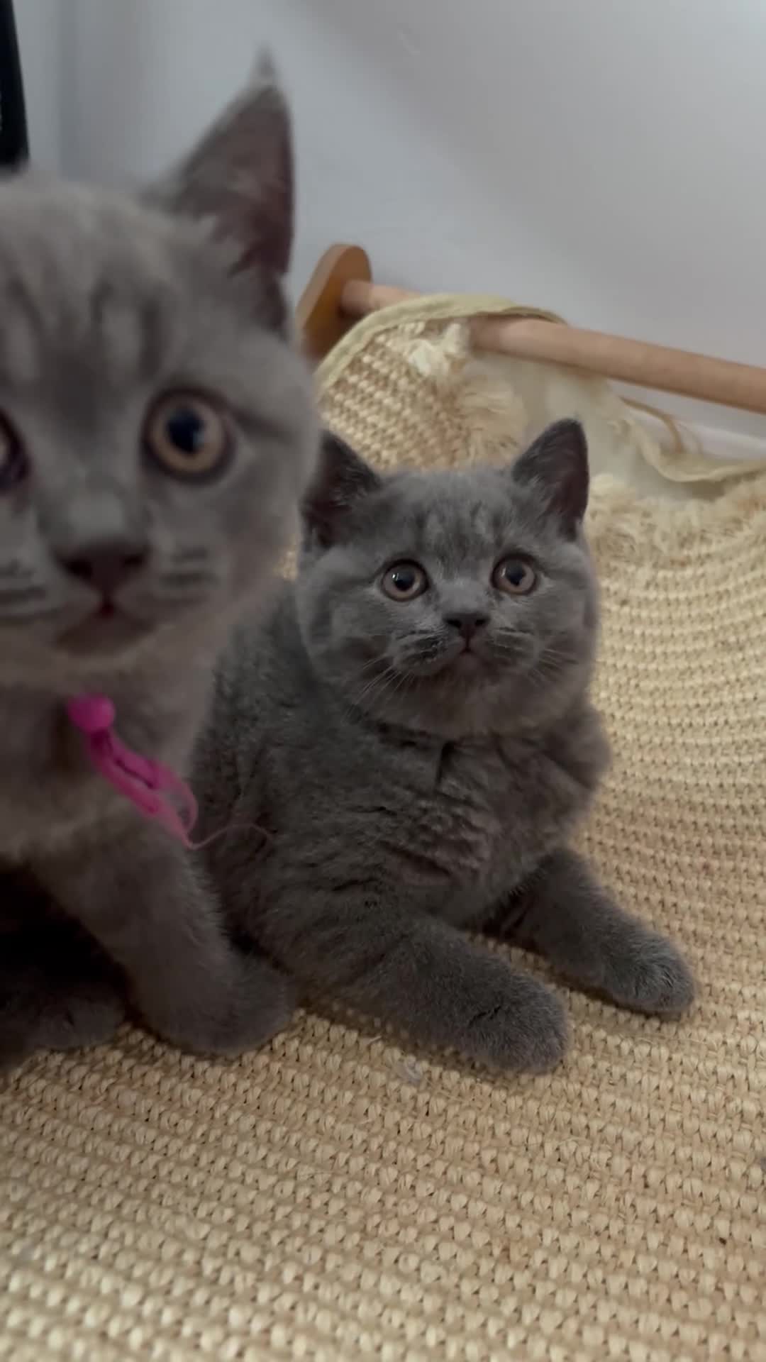 British Shorthair cats for sale: LAST BABY GIRL AVAILABLE BRITISH SHORTHAIR 🩷 - Video 1