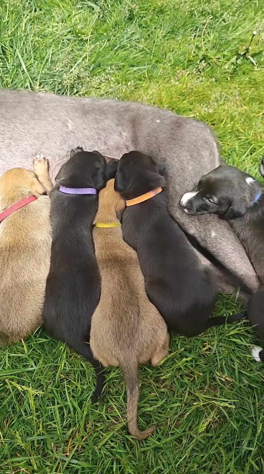 Lurcher dogs for sale: Lurcher Puppies. 5 boys and 1 girl left in Taunton - Video 2