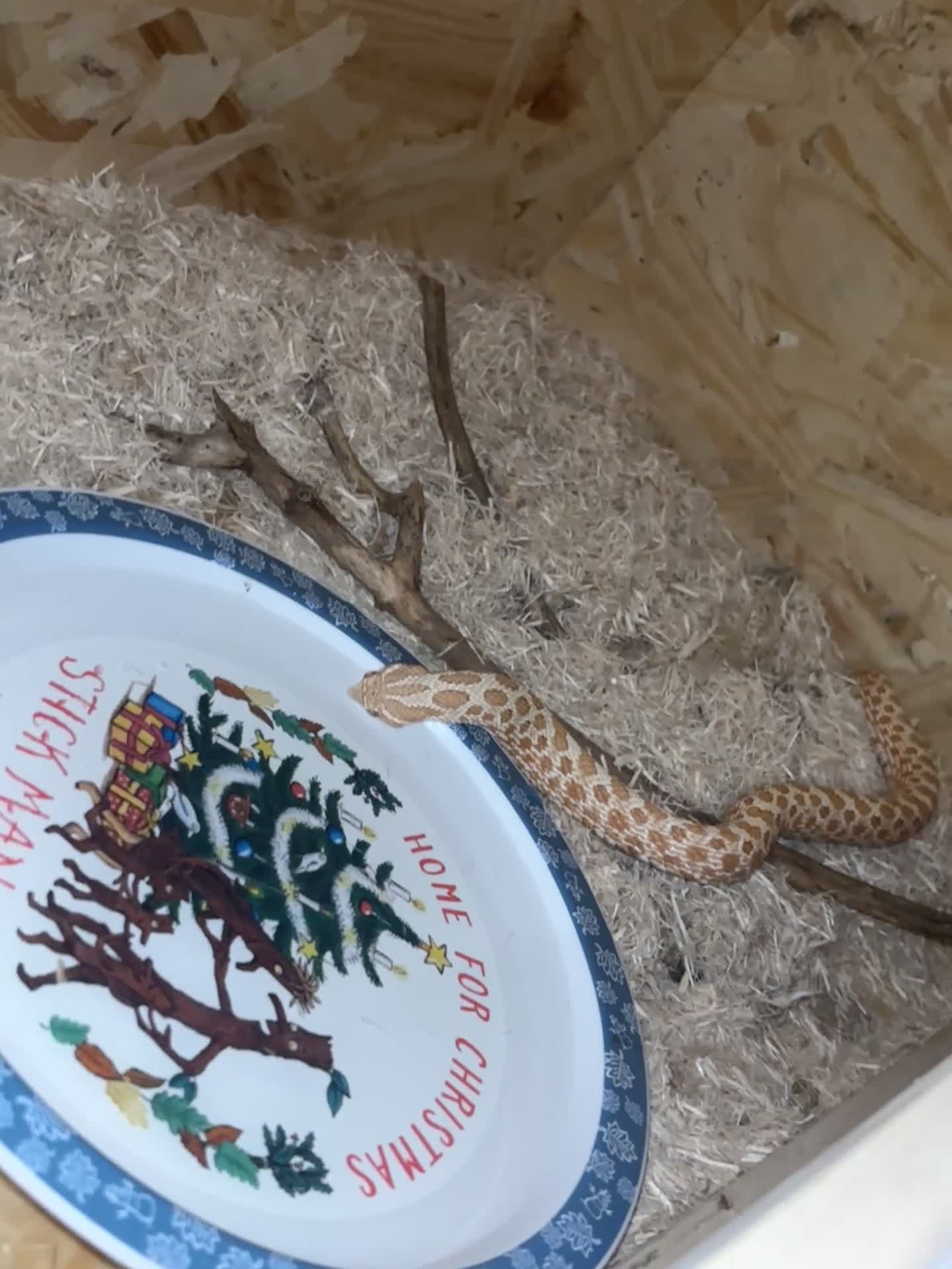 Snake reptiles for sale: Noodle the Hognose  - Video 2