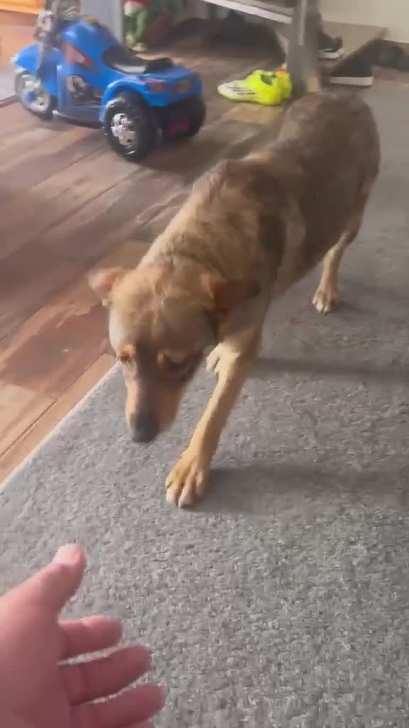 Mixed Breed dogs for adoption: Cute Bella looking for LOVE - Video 2