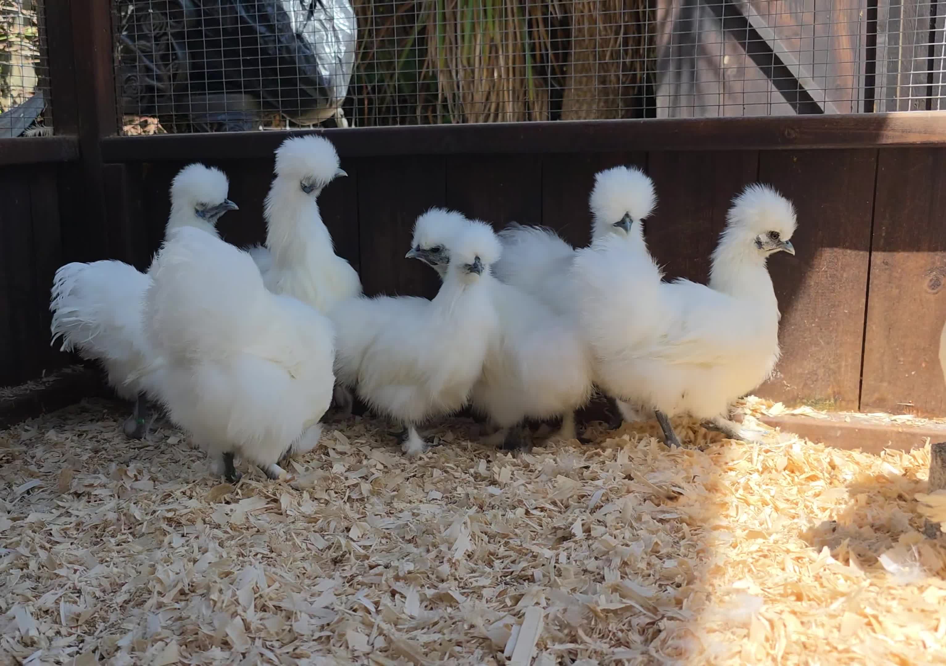 Chickens poultry for sale: White silkie bantam pullets 15 weeks - Video 1