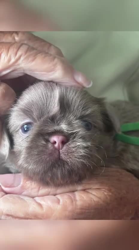 Shih Tzu dogs for sale: Lavender imperial shihtzus  - Video 2