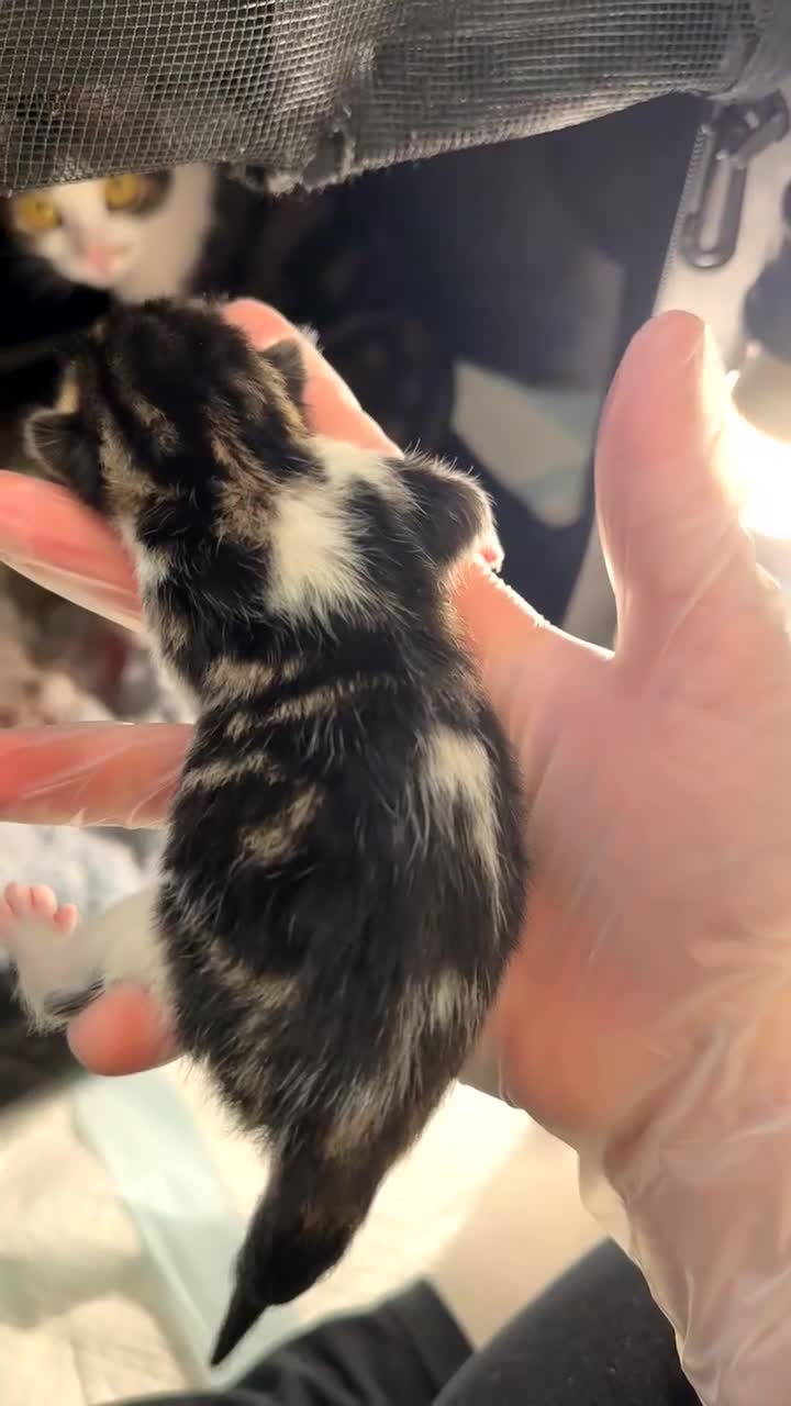 Bengal cats for sale: Bengal x ragdoll kittens  in Highbridge - Video 2