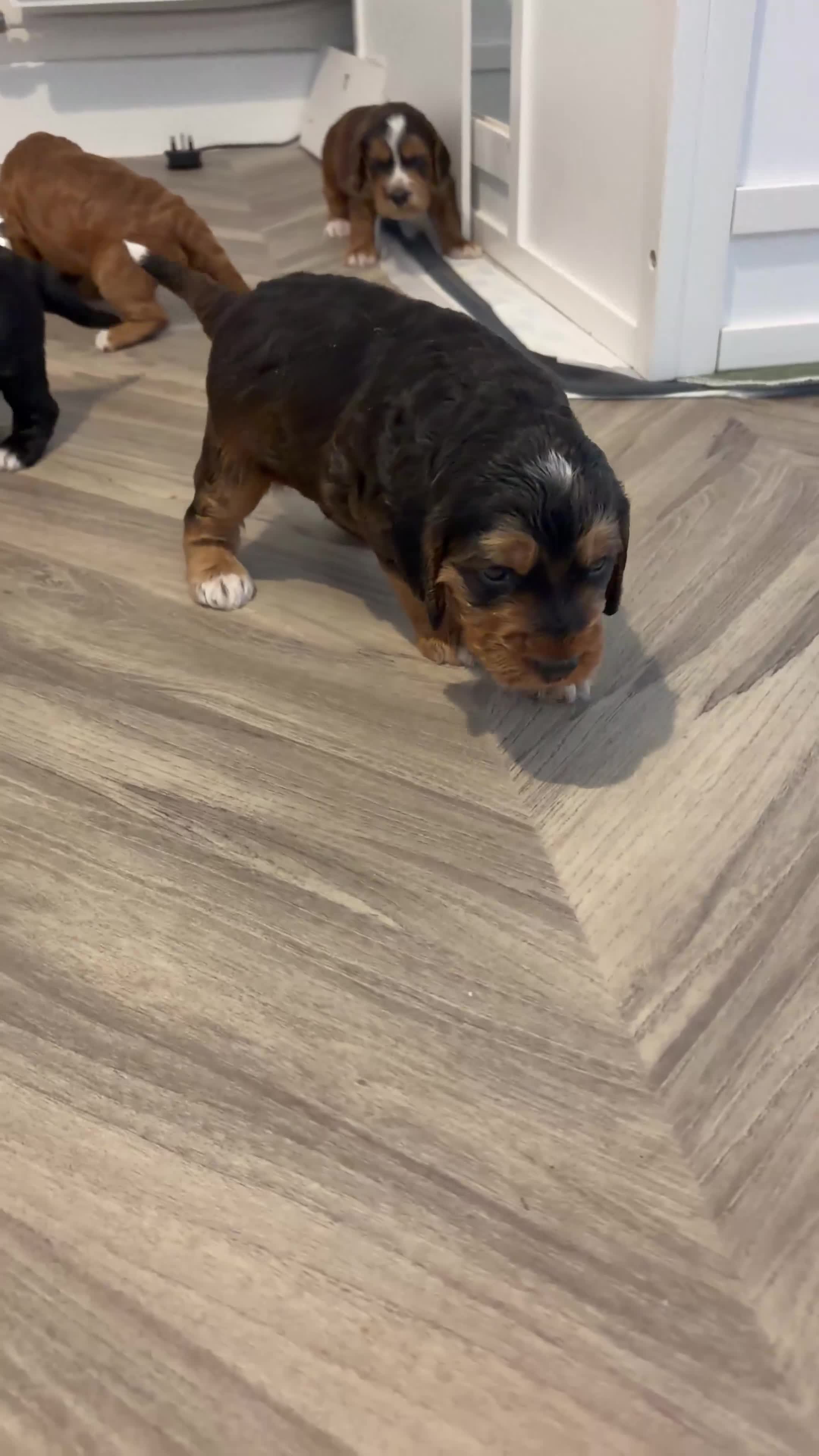 Cockapoo dogs for sale: 2 left! F1 show type miniature cockapoos - Video 2