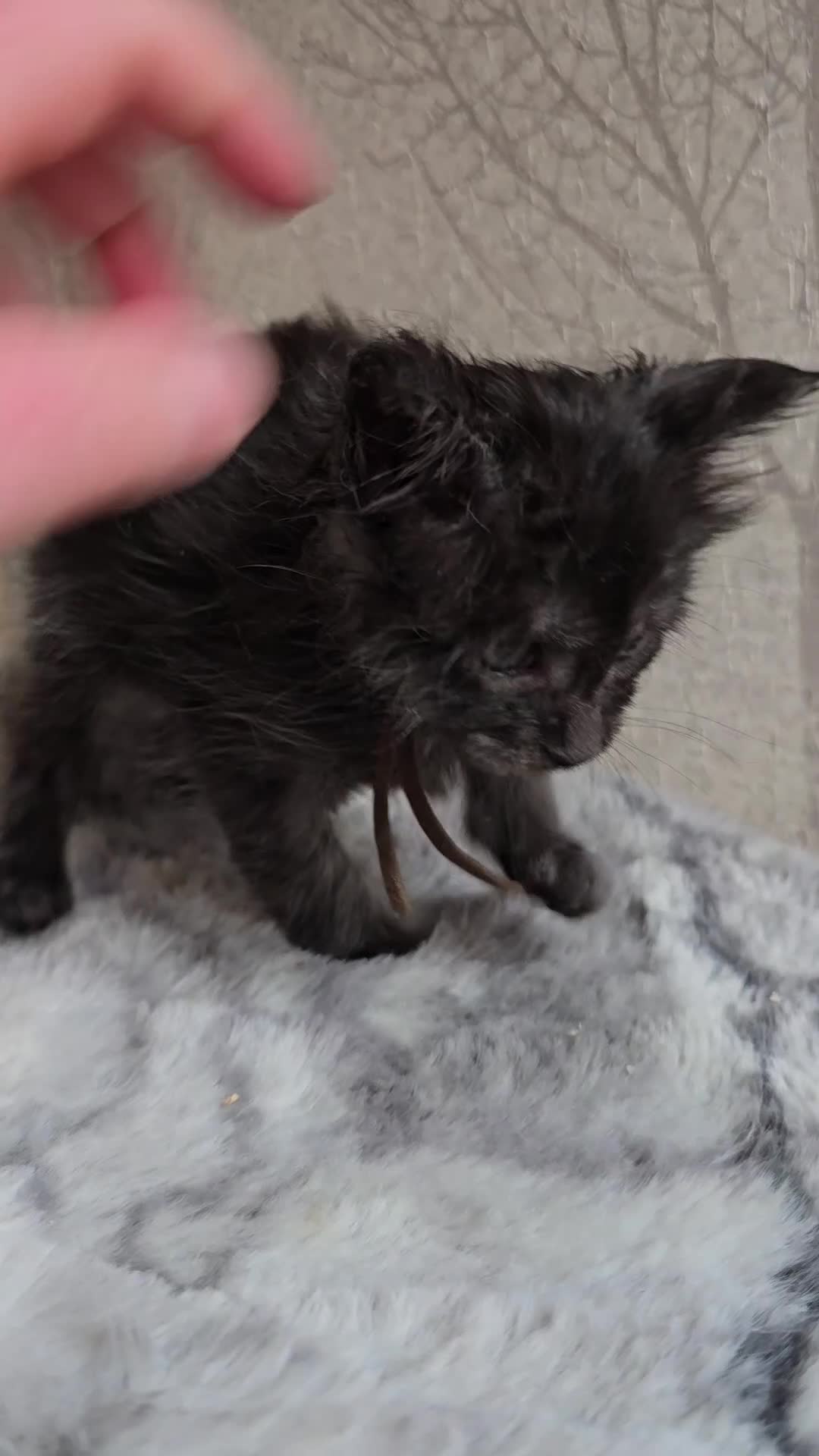 Maine Coon cats for sale: Hand Reared Black Smoke Maine Coon Kittens - Video 1