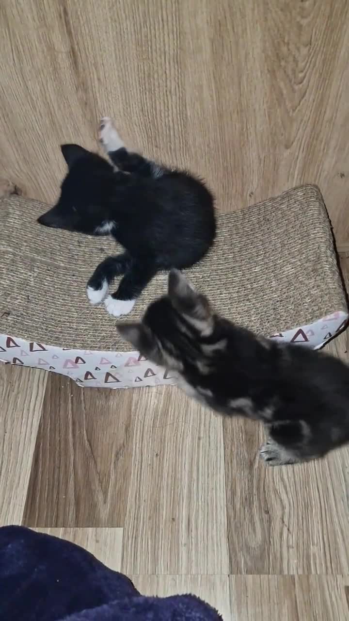 Mixed Breed cats for sale: Kittens  - Video 1