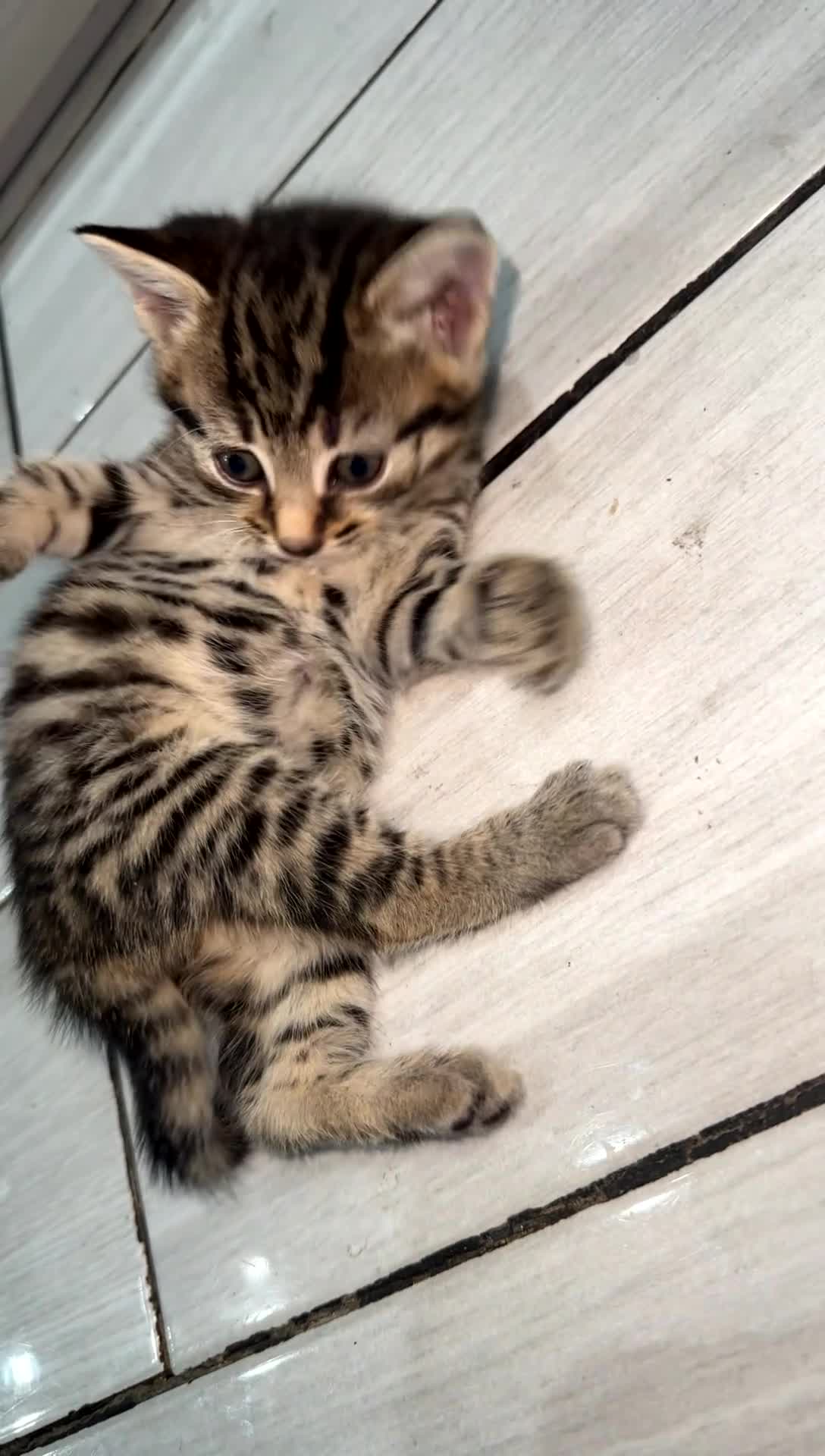 Domestic Shorthair cats for sale: Adorable tabby kittens and black kittens  - Video 4