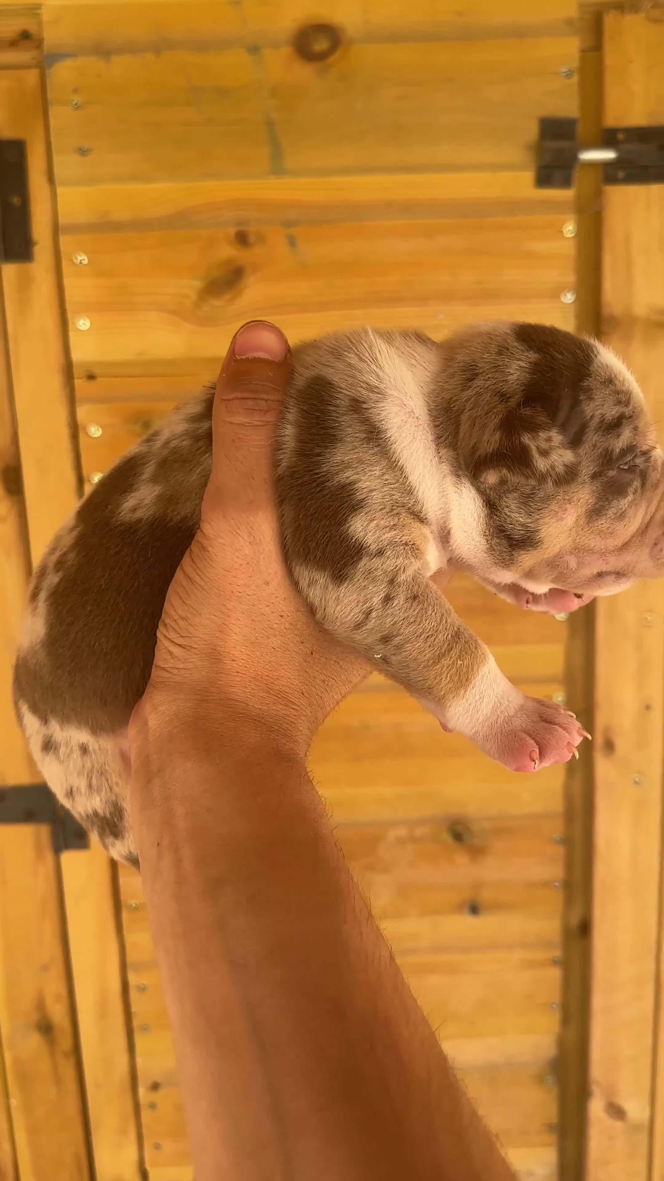 American Bully dogs for sale: Exotic/Pocket Bully's in Basildon - Video 1
