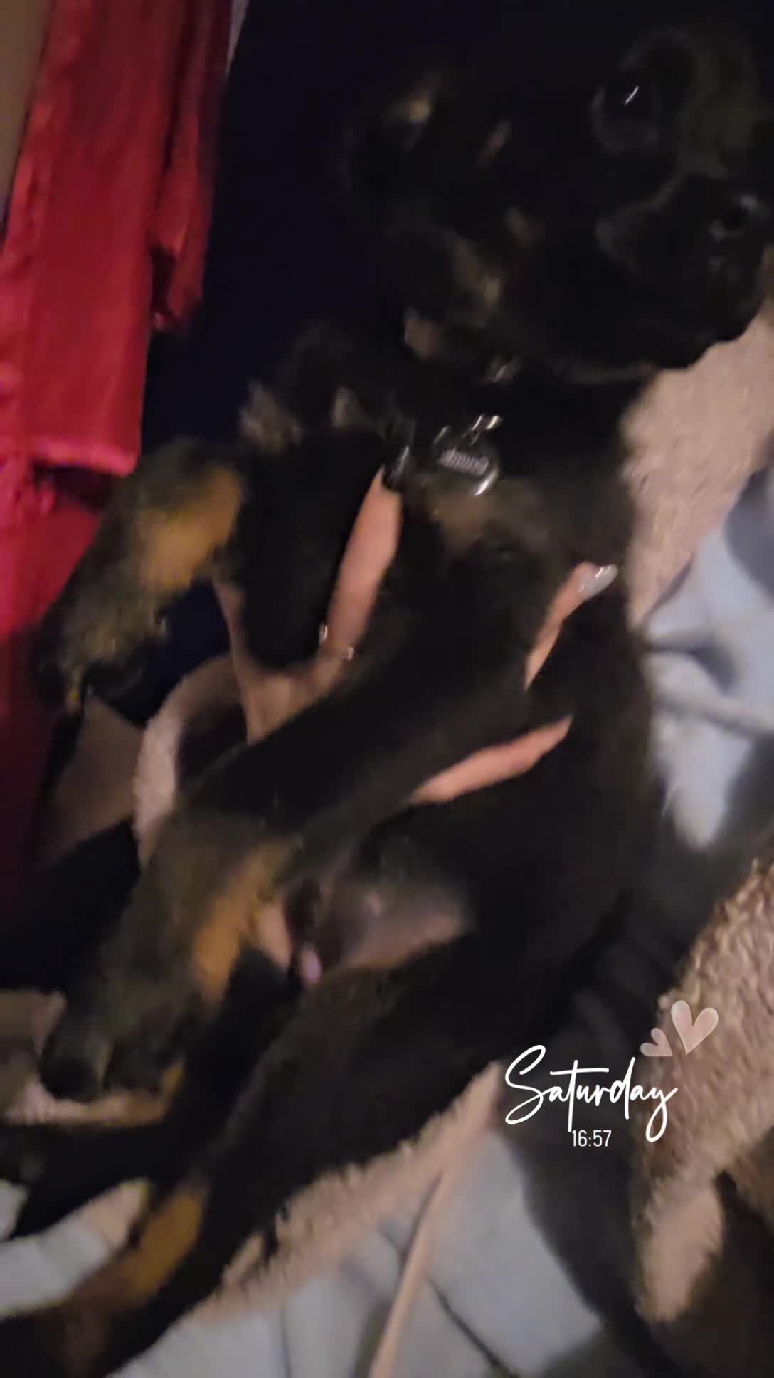 Mixed Breed dogs for sale: Beautiful pup looking for forever sofa  - Video 4